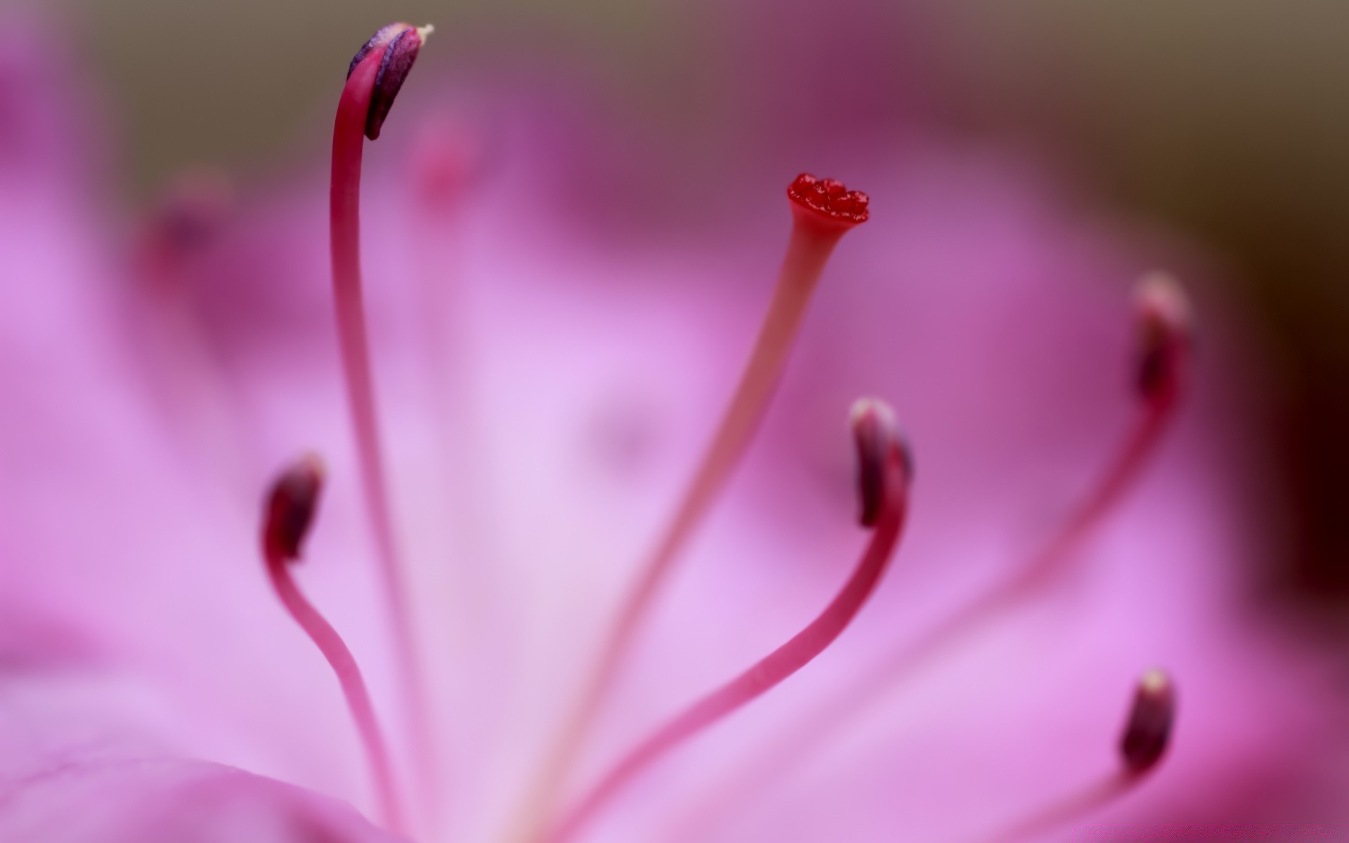makro fotoğrafçılığı çiçek doğa yaz flora bahçe yaprak yakın çekim renk bulanıklık parlak dop böcek petal biyoloji narin güzel yağmur