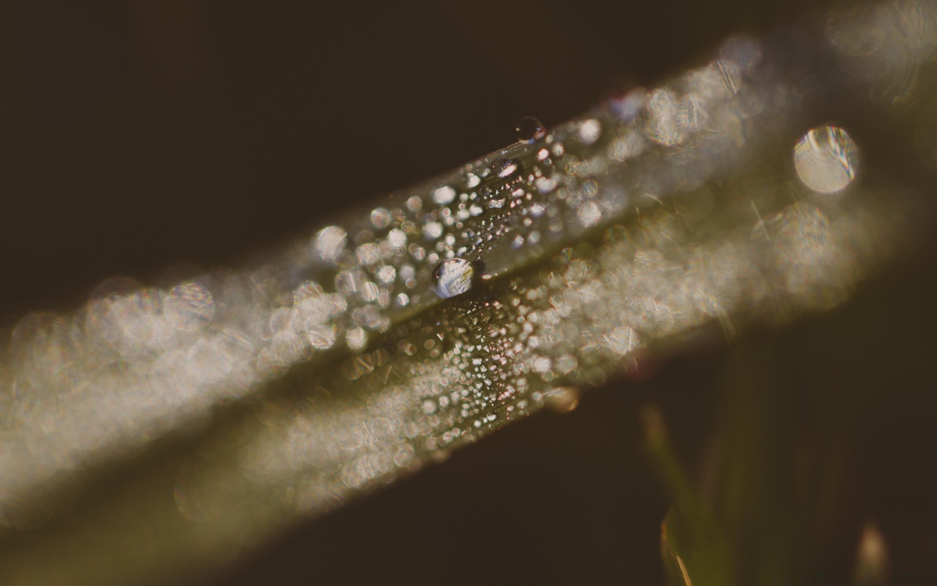 macro água chuva queda natureza orvalho borrão brilha folha molhado crescimento gotas ao ar livre limpo