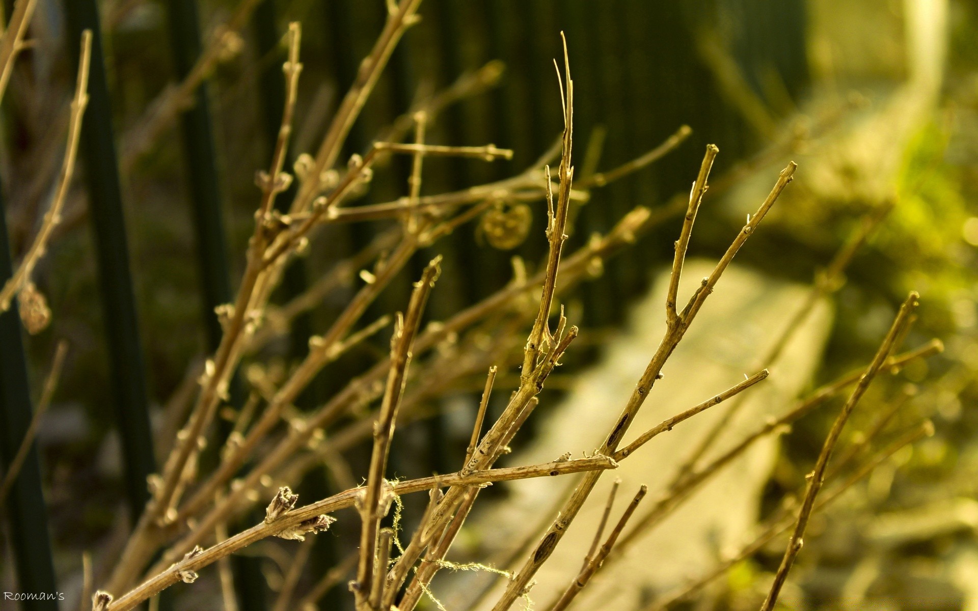 makro natura flora liść na zewnątrz trawa wzrost świt pole lato