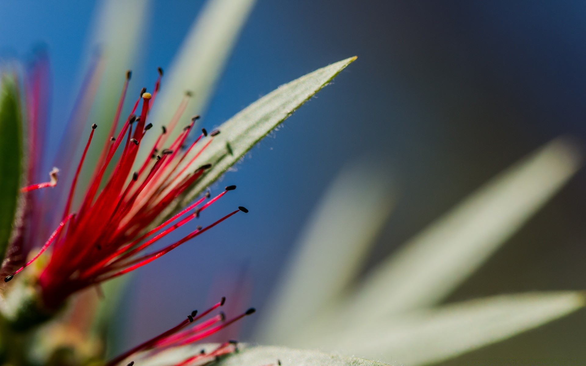 macro nature leaf flower blur sharp summer outdoors bright flora cactus garden abstract growth