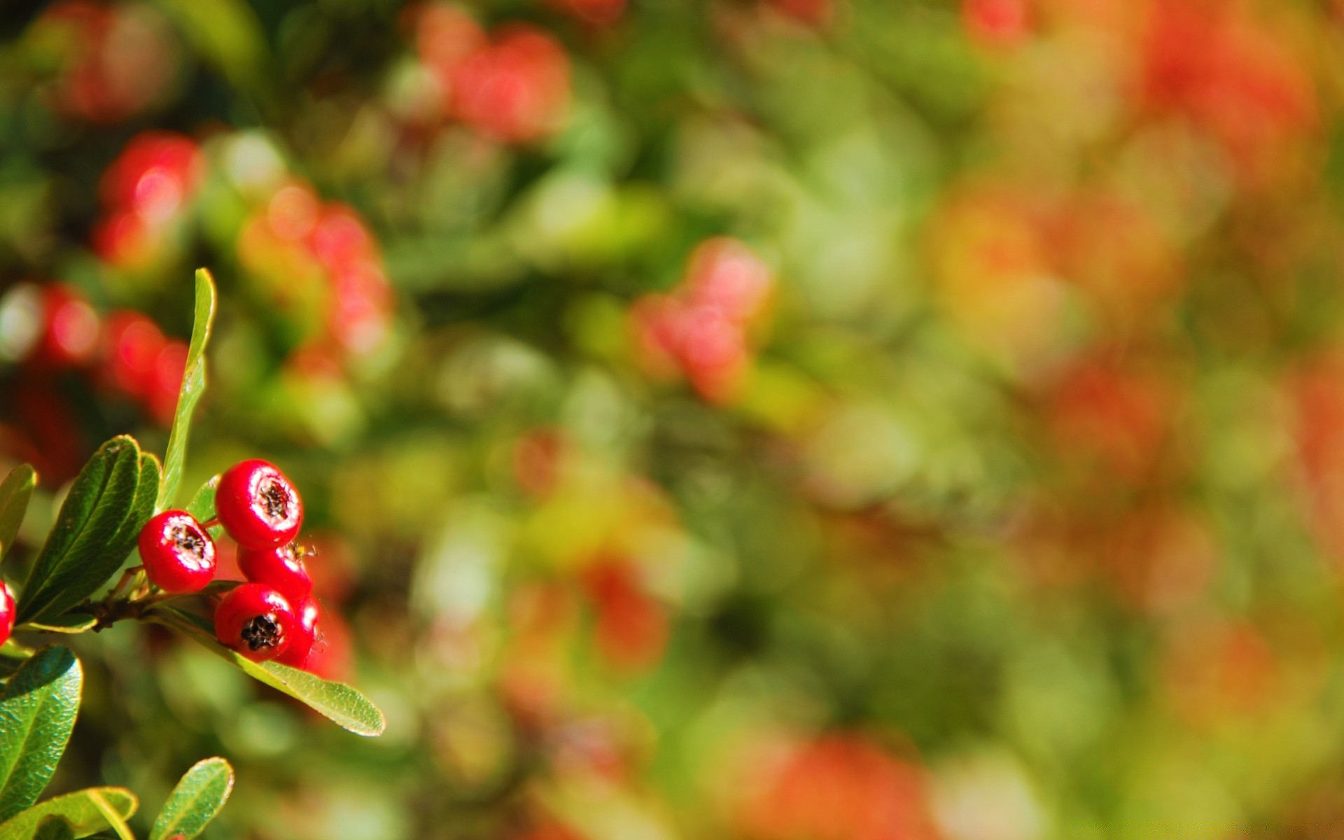 macro nature leaf garden berry fruit summer tree color flora branch food bright close-up season
