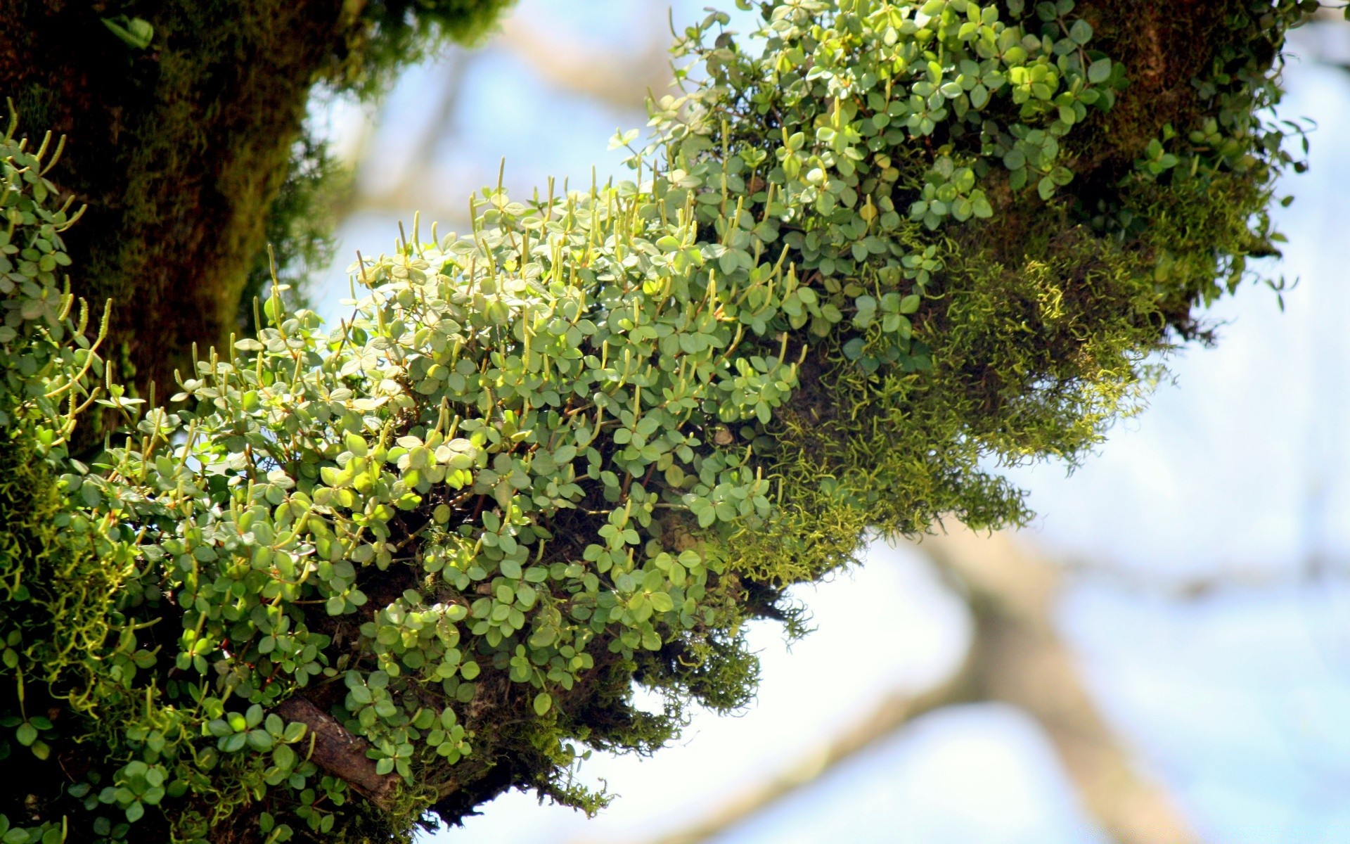 macro flora leaf nature tree growth garden environment outdoors wood branch summer flower desktop shrub park botanical
