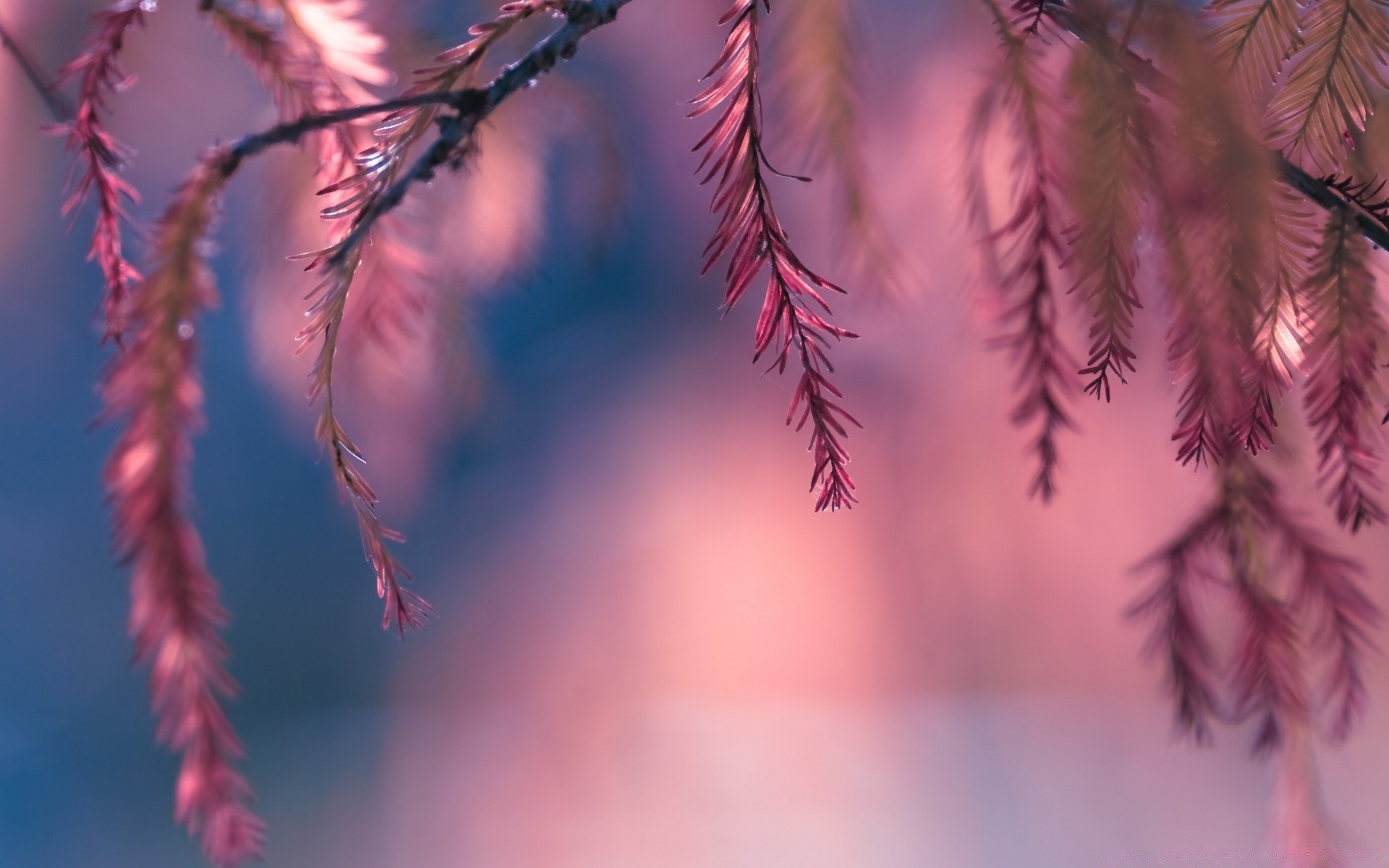 macro nature winter outdoors bright christmas blur flora tree branch leaf wood flower fall season summer color