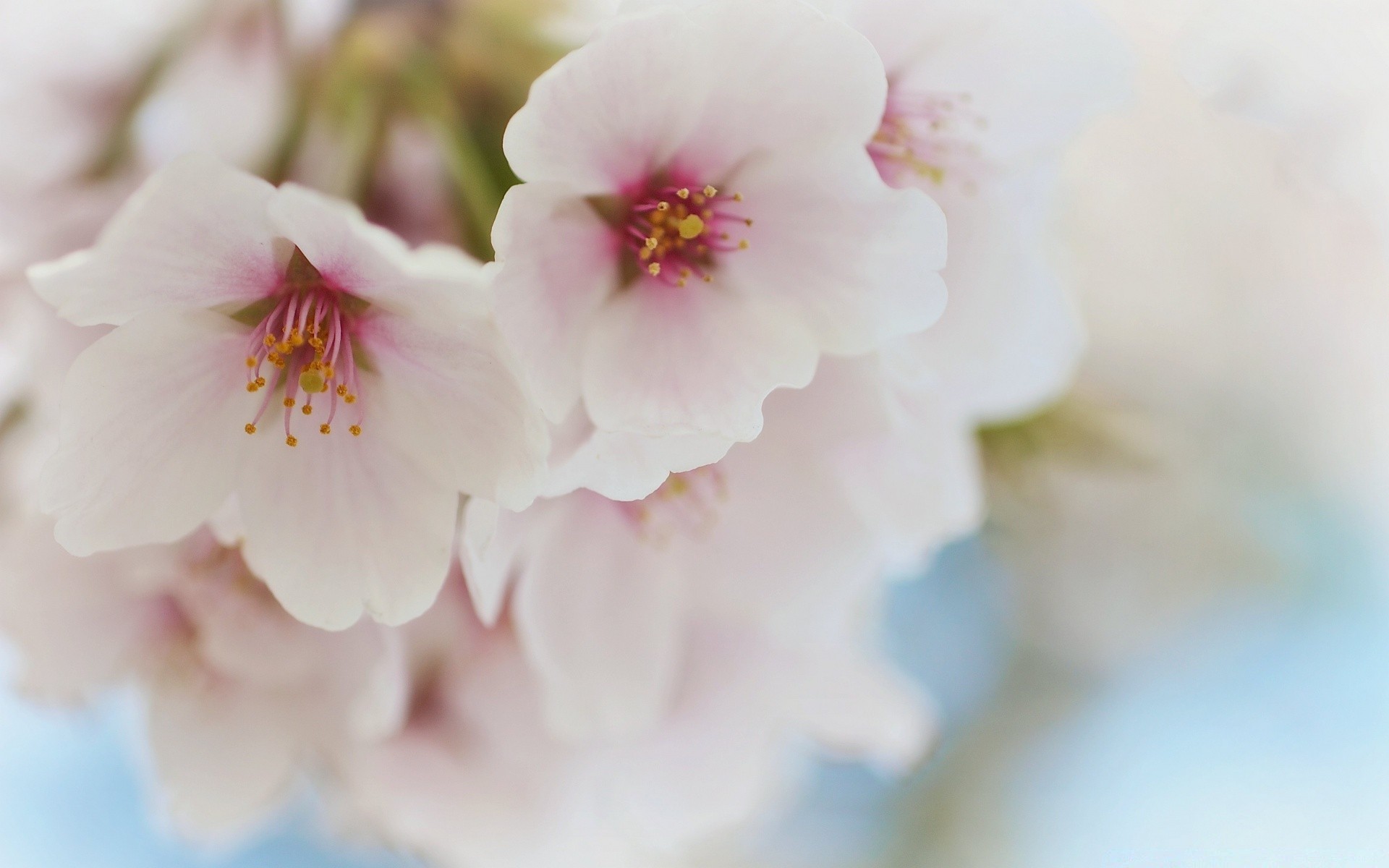 macro flower nature leaf flora garden blur delicate petal growth outdoors floral summer blooming bud bright cherry