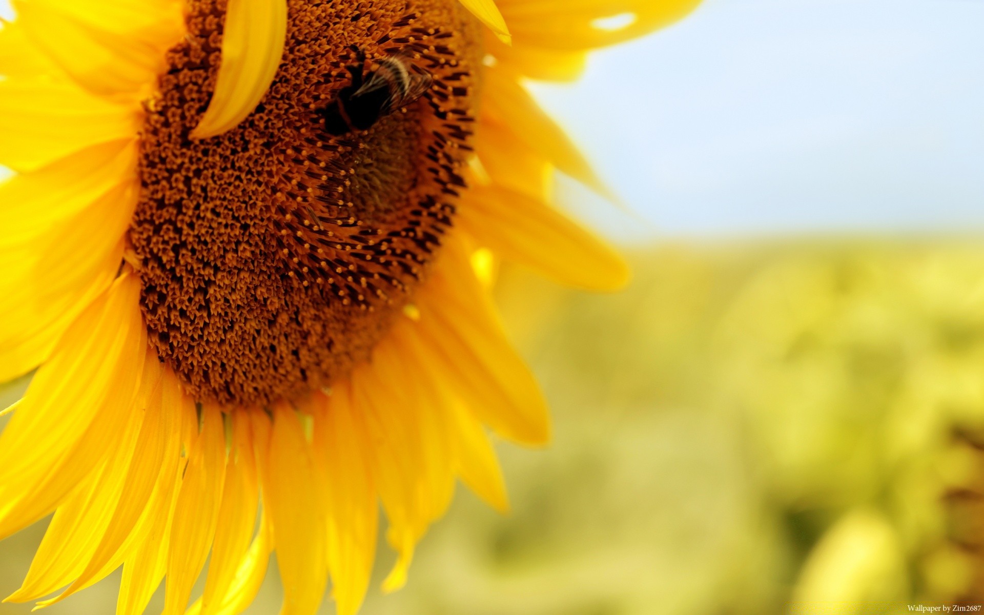 makroaufnahme natur sommer blume sonnenblume flora hell wachstum pollen blatt im freien gutes wetter des ländlichen raumes garten sonne schließen