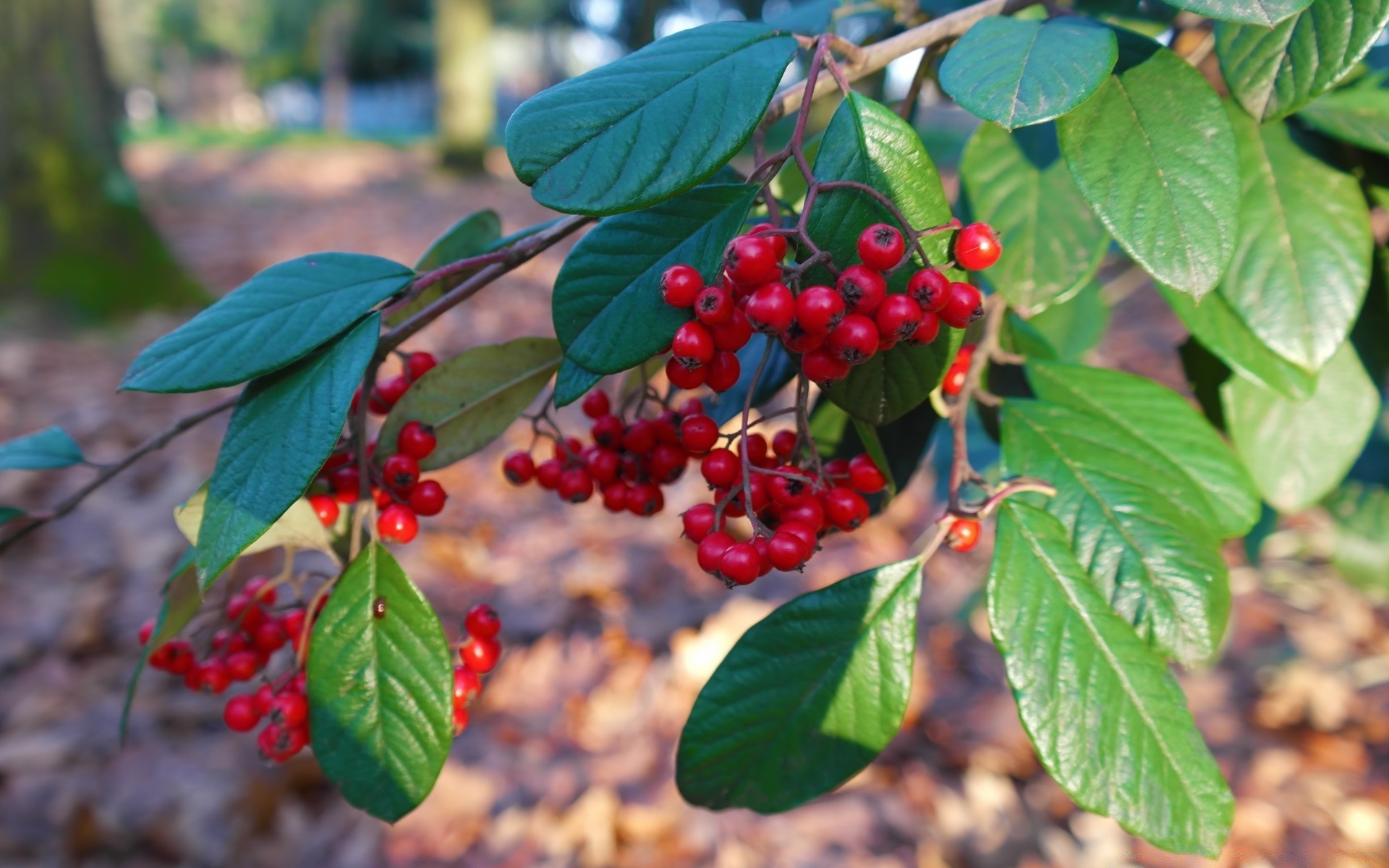 macro folha natureza baga fruta árvore verão arbusto pasto ramo selvagem comida ao ar livre