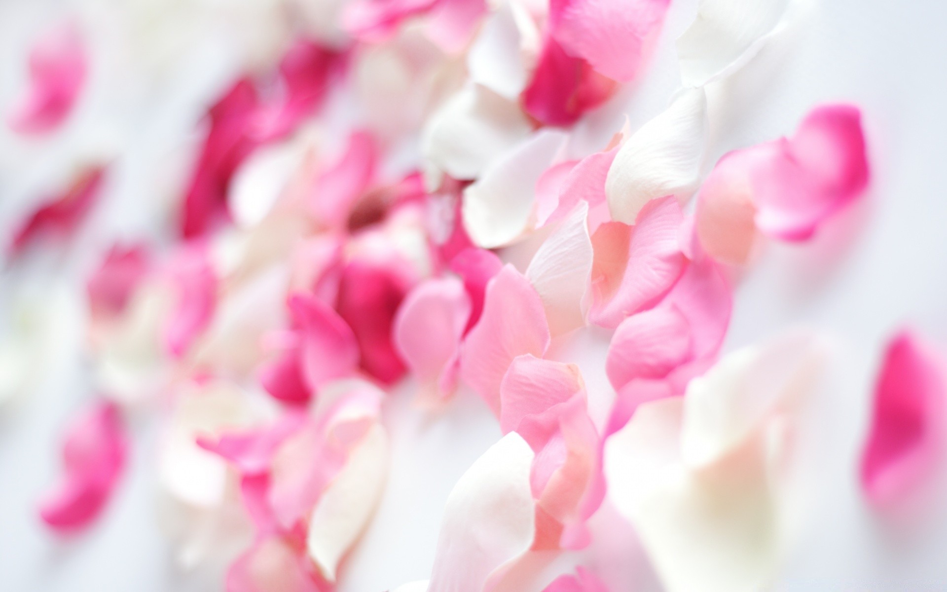 macro brillante romance color boda amor abstracto flor
