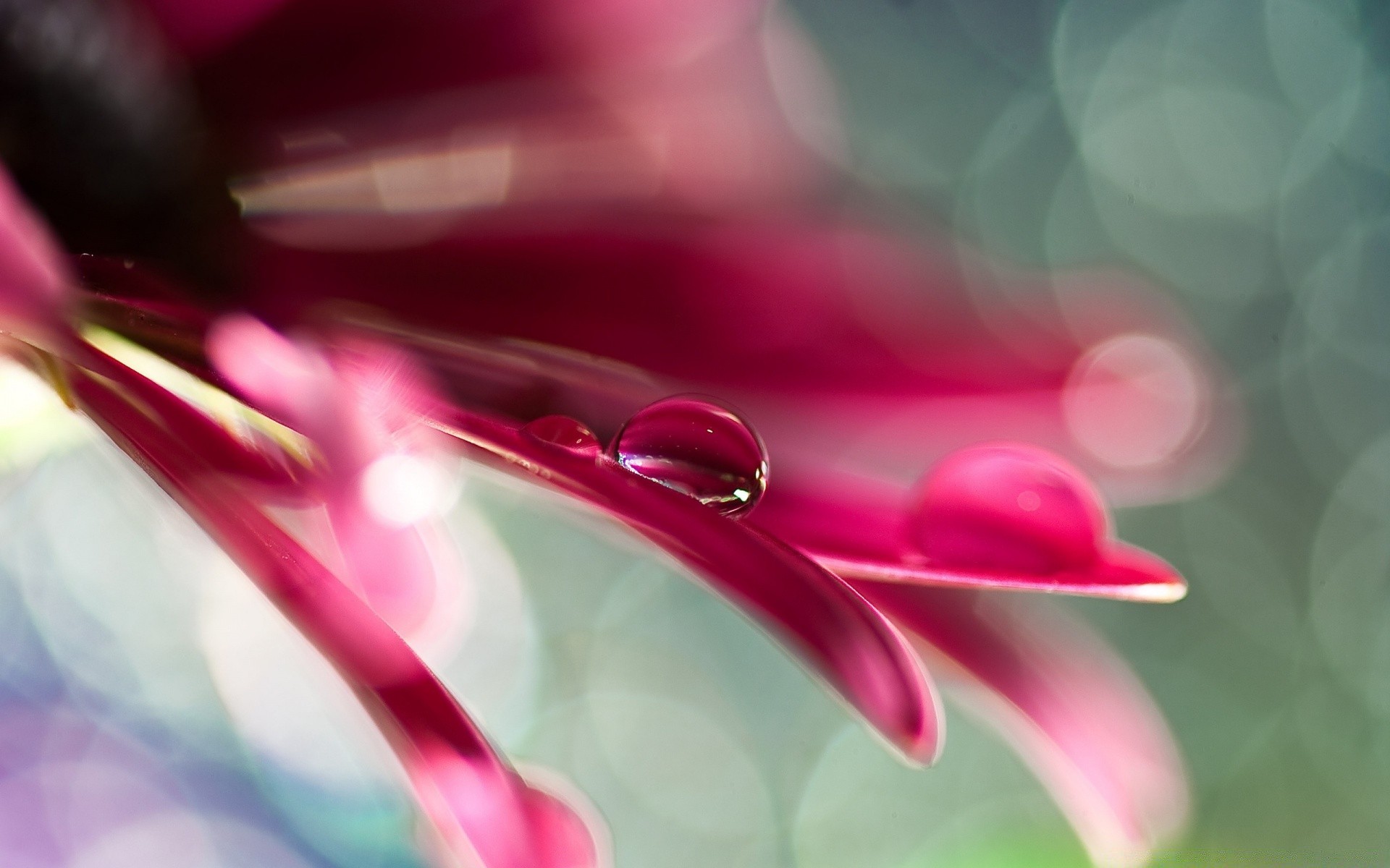 macro flor color hermoso escritorio flora desenfoque naturaleza abstracto jardín brillante pétalo verano