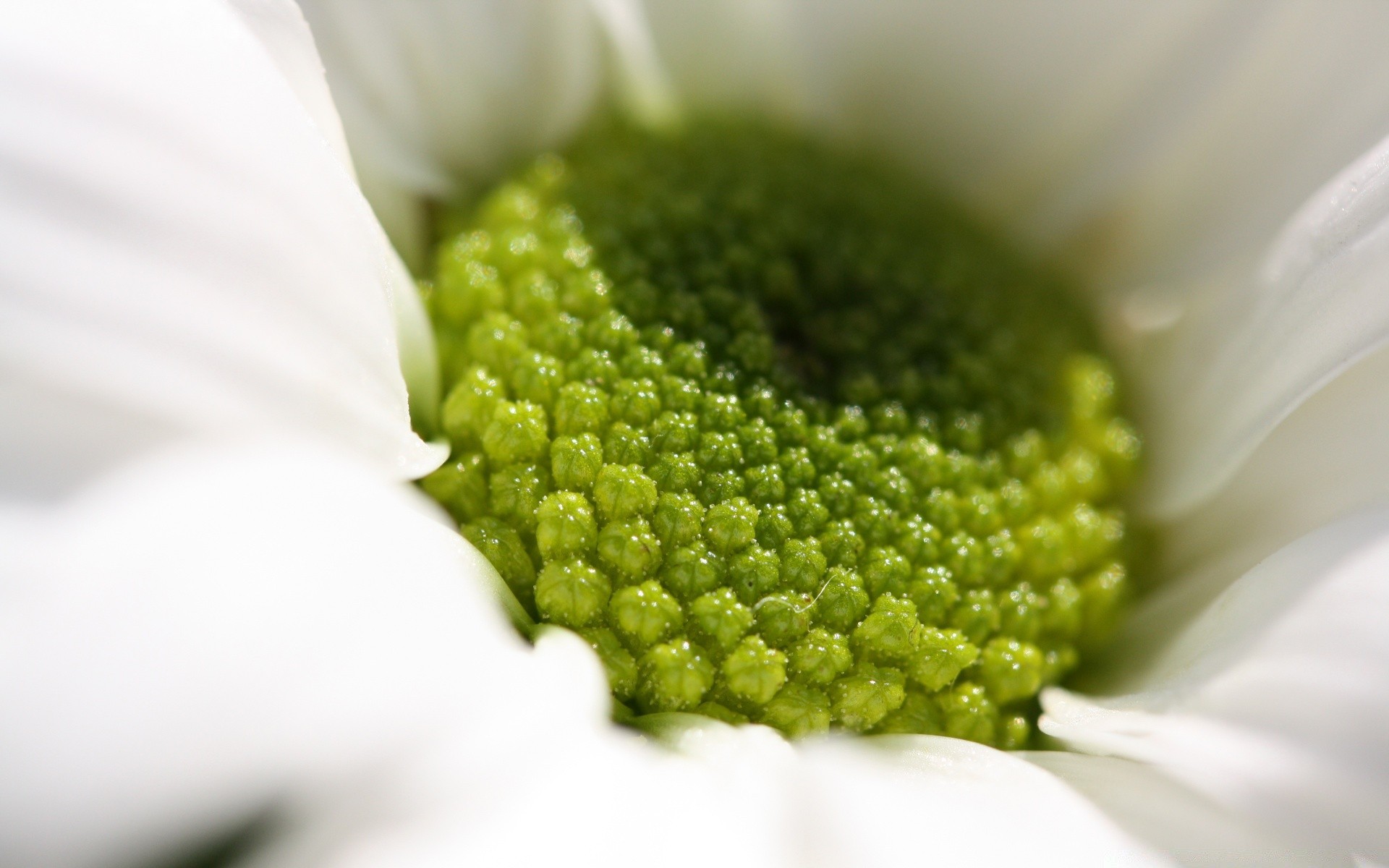 macro flower nature flora garden close-up summer bright leaf pollen petal color close blooming beautiful floral