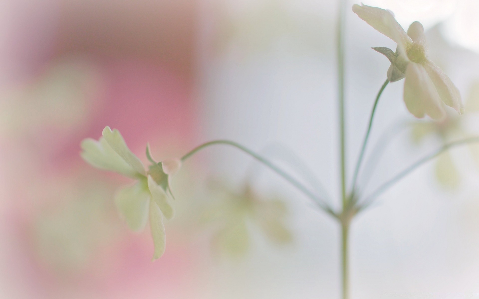 makro fotoğrafçılığı çiçek doğa flora yaprak bahçe yaz büyüme yakın çekim narin parlak renk