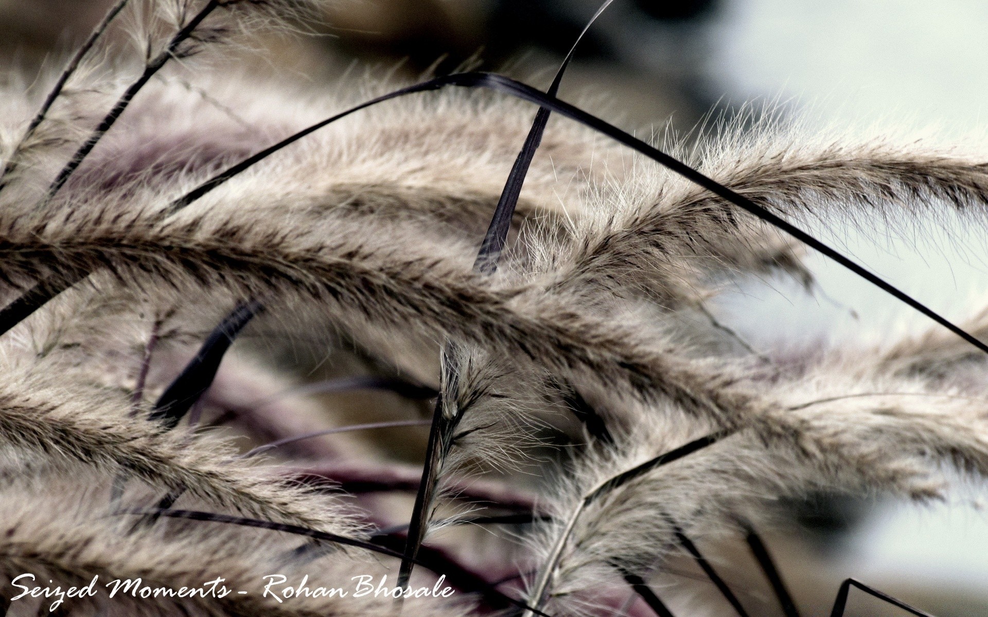 macro nature feather downy close-up outdoors wildlife blur bird