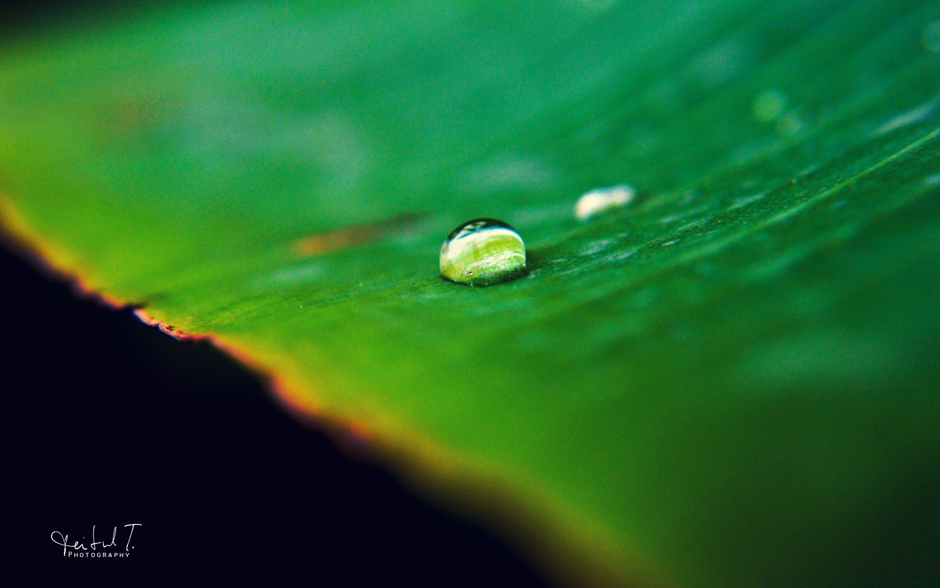 macro chuva orvalho folha água molhado gota gotas natureza crescimento gotas limpo flora borrada ecologia ao ar livre brilhante