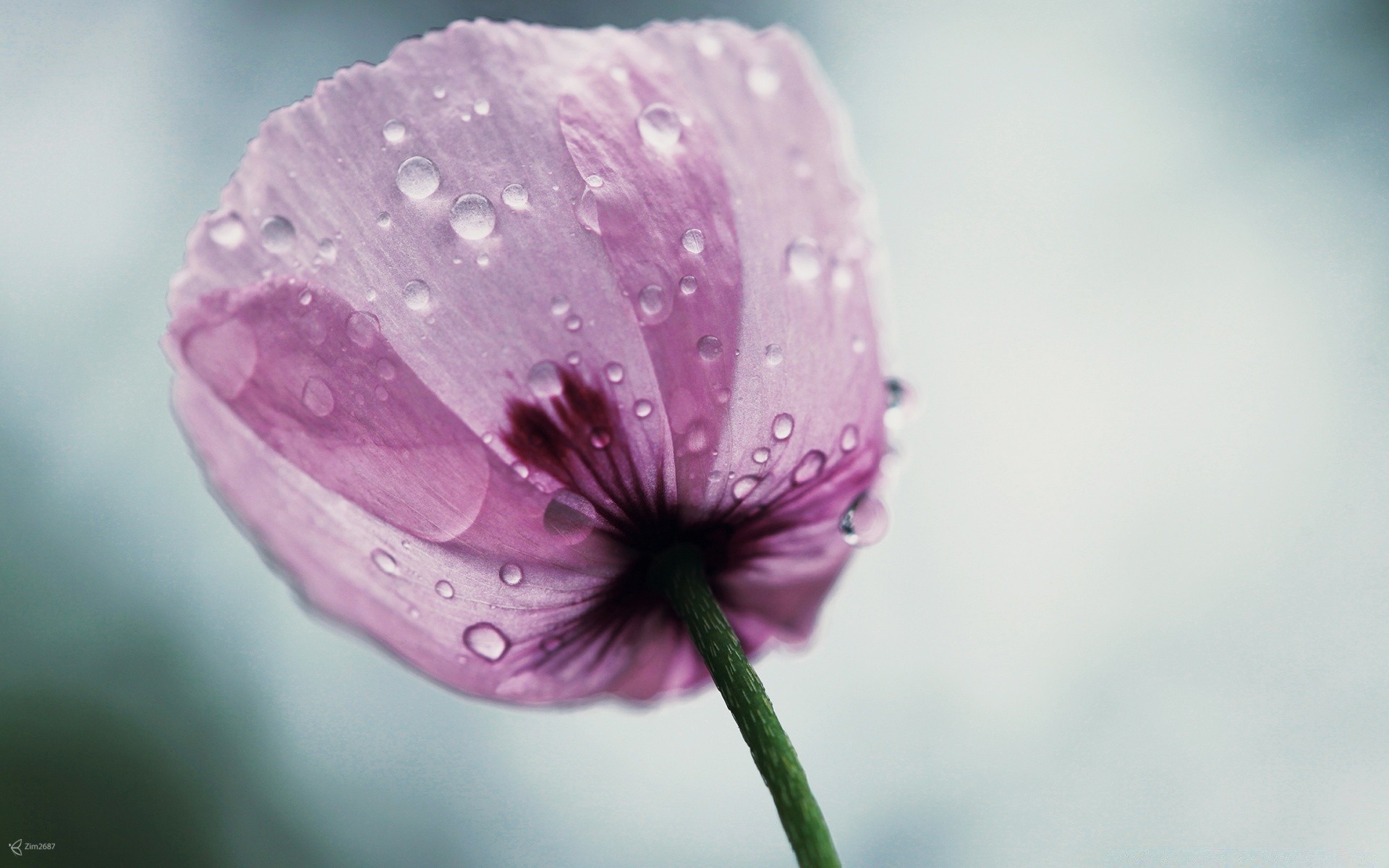 makroaufnahme natur blume sommer flora blatt unschärfe garten hell wachstum