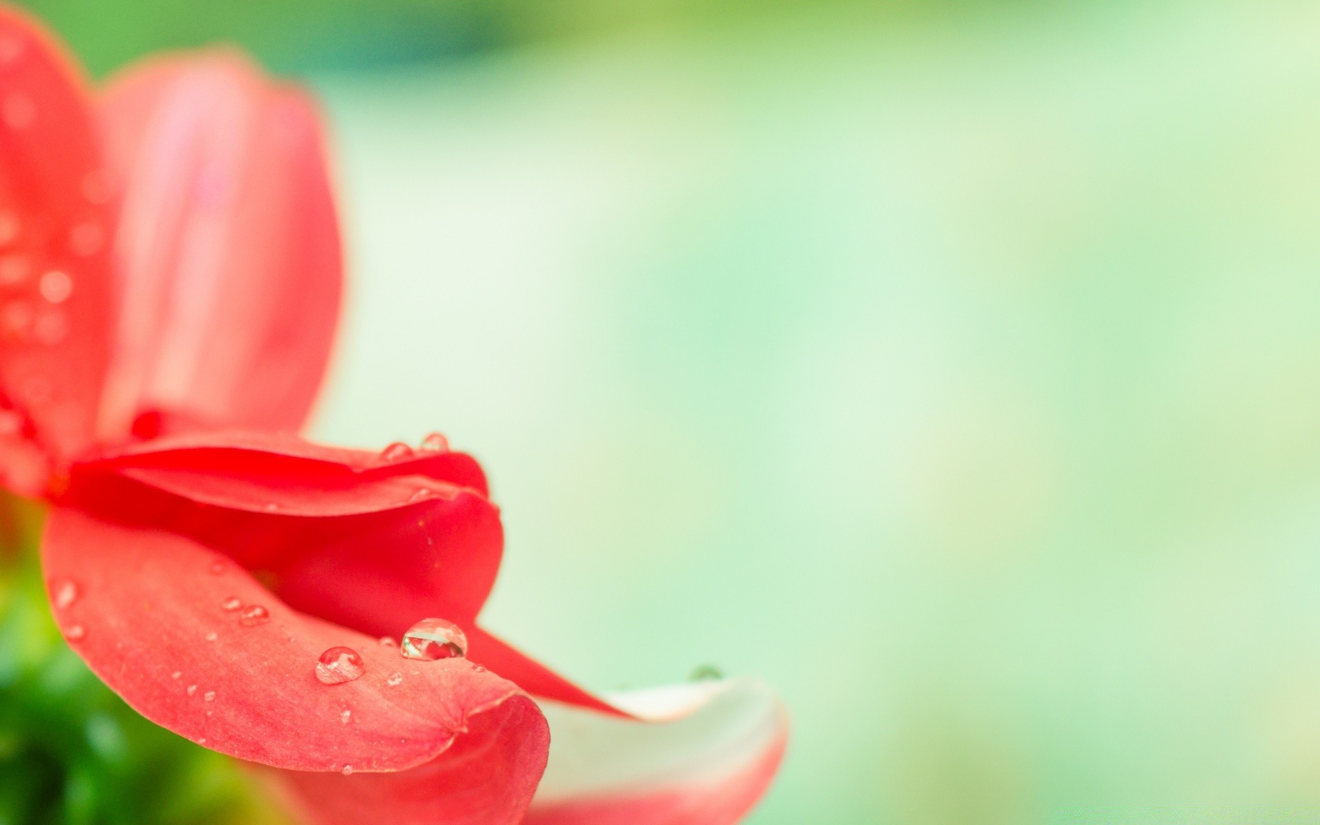 微距摄影 自然 夏天 花 叶 明亮 模糊 植物群 生长 花园 户外 dof 雨 优雅 温柔