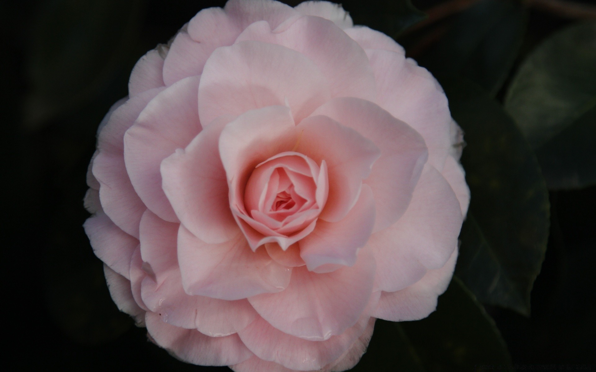 macro rose flower petal love blooming wedding romance delicate floral leaf affection