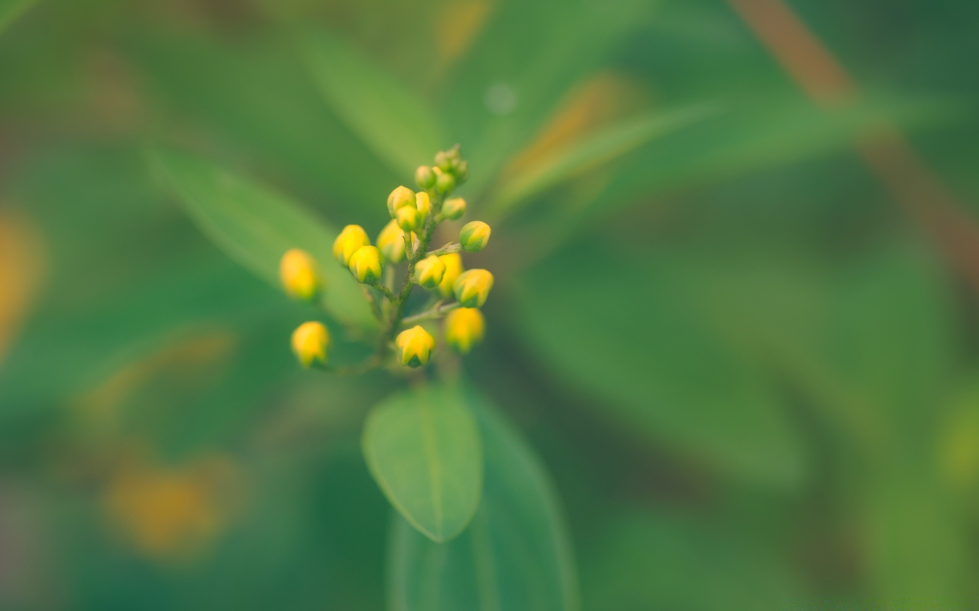 makro liść natura flora wzrost lato rozmycie jasny trawa na zewnątrz mały ogród kwiat