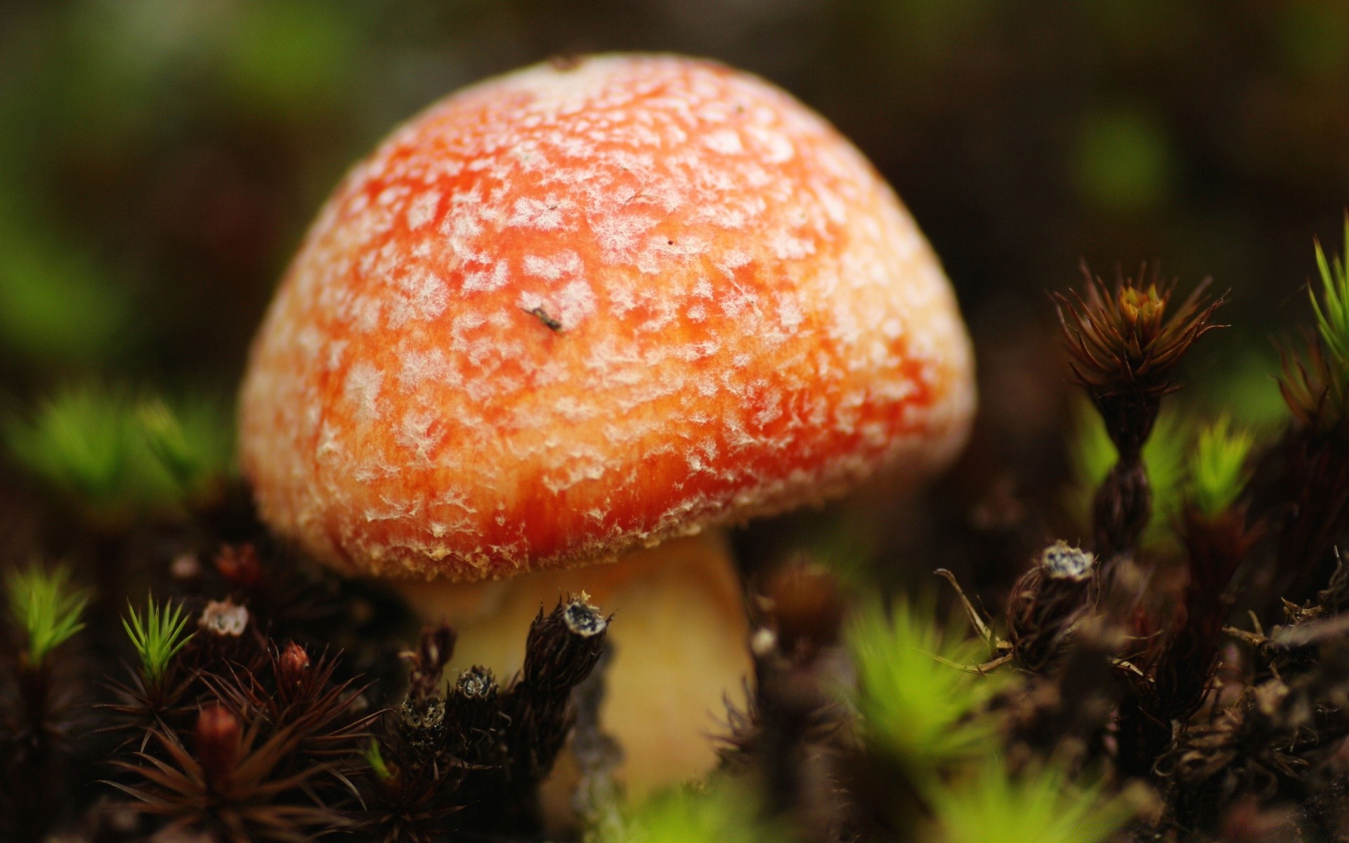 makro grzyb grzyb natura jesień jedzenie muchomory liść sezon na zewnątrz zbliżenie drewno jadalne flora mech wzrost