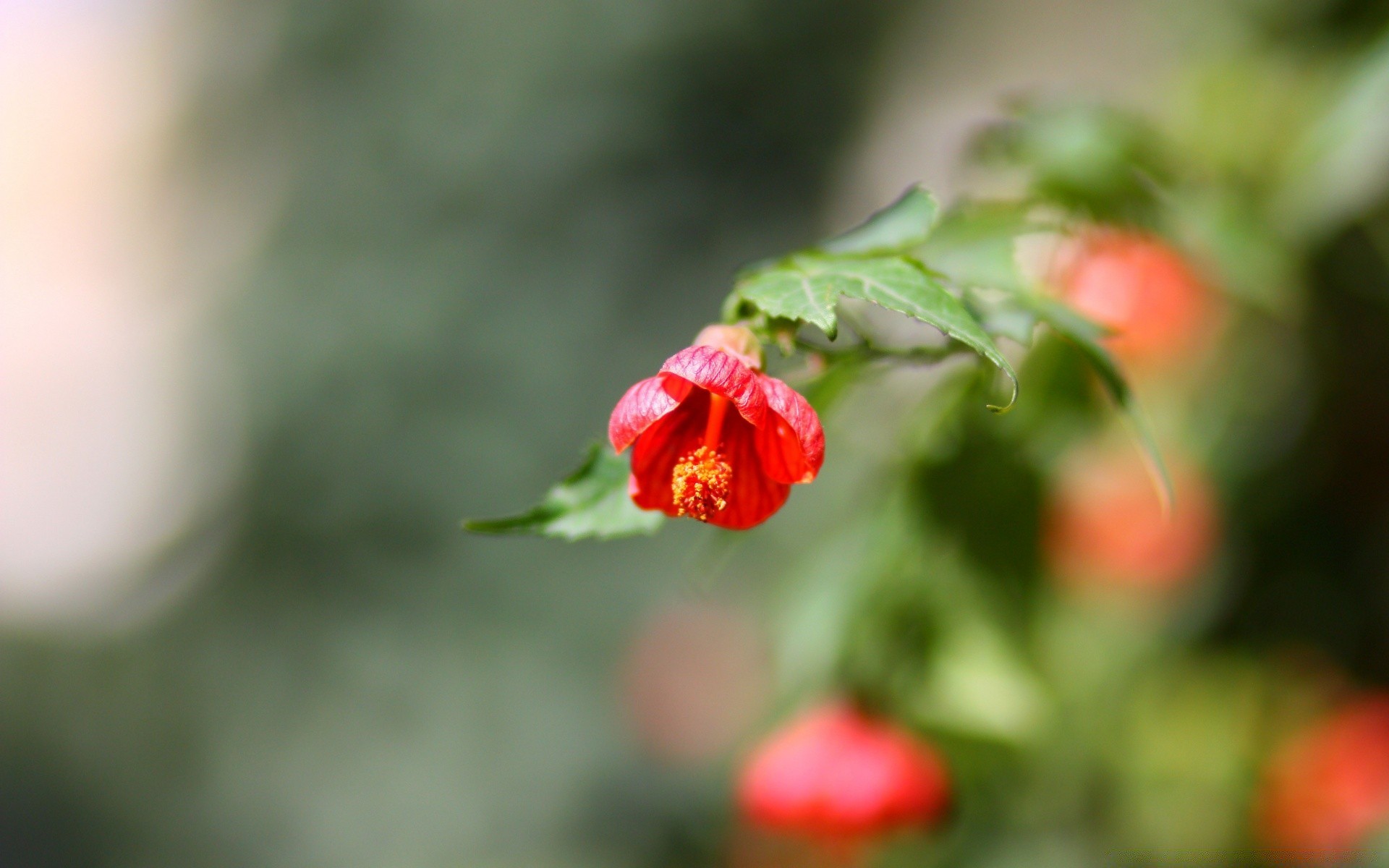 makro natura liść kwiat ogród rozmycie flora na zewnątrz lato jedzenie drzewo kolor