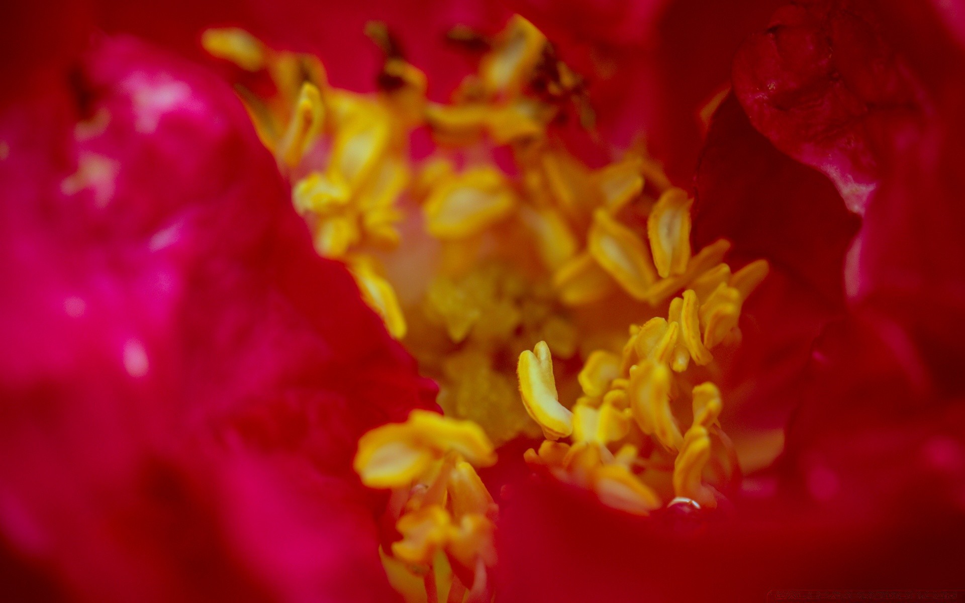 makro fotoğrafçılığı çiçek flora doğa renk bahçe petal çiçek açan güzel çiçek masaüstü yakın çekim yaz yaprak parlak dekorasyon narin
