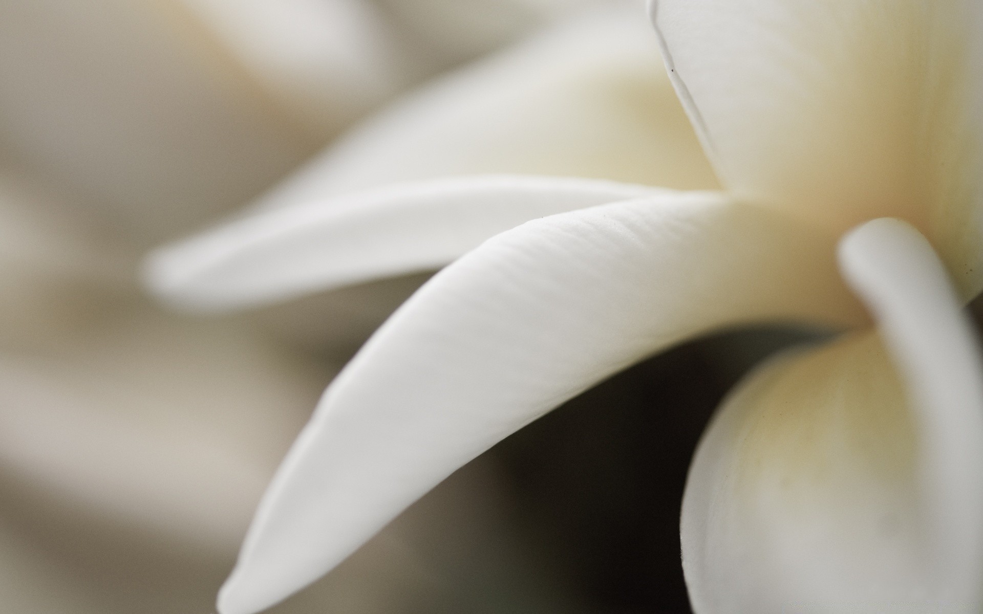 macro fleur nature flou délicat résumé monochrome feuille flore mariage amour