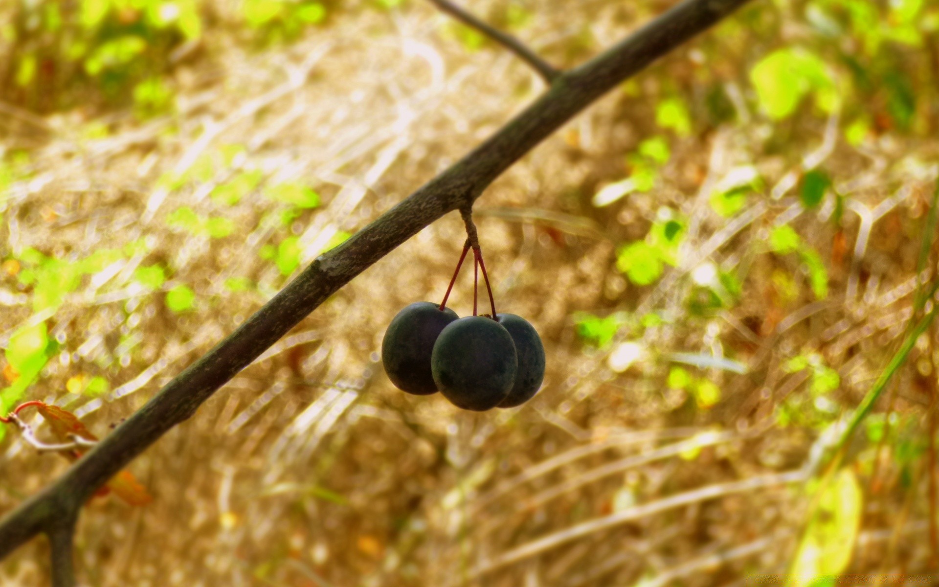 macro nature food leaf fruit outdoors tree wood grass flora fall garden summer season color agriculture farm pasture branch desktop