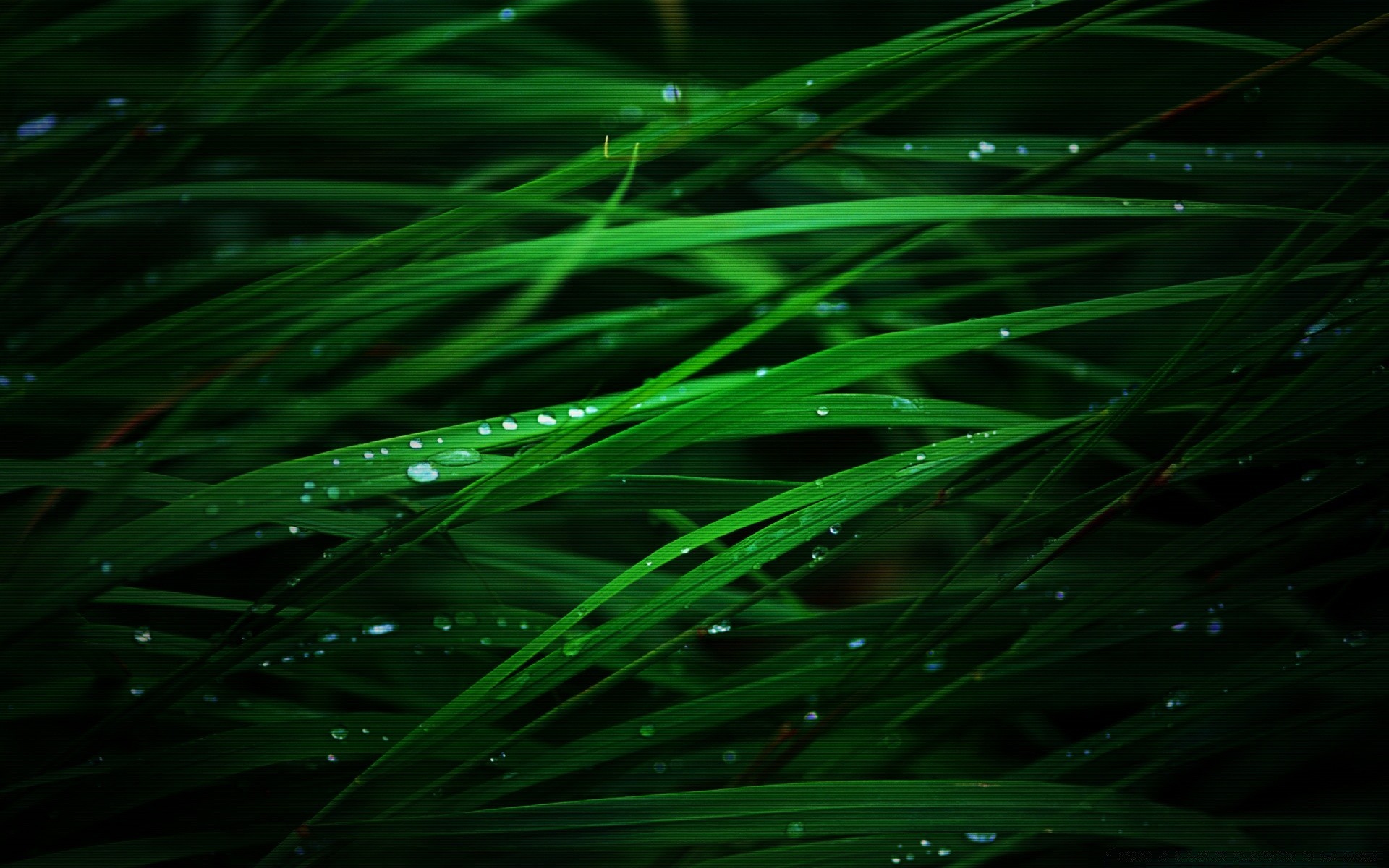 makro flora blatt wachstum tau gras natur üppig regen rasen garten klinge tropfen medium farbe frische nass tropfen desktop tropfen
