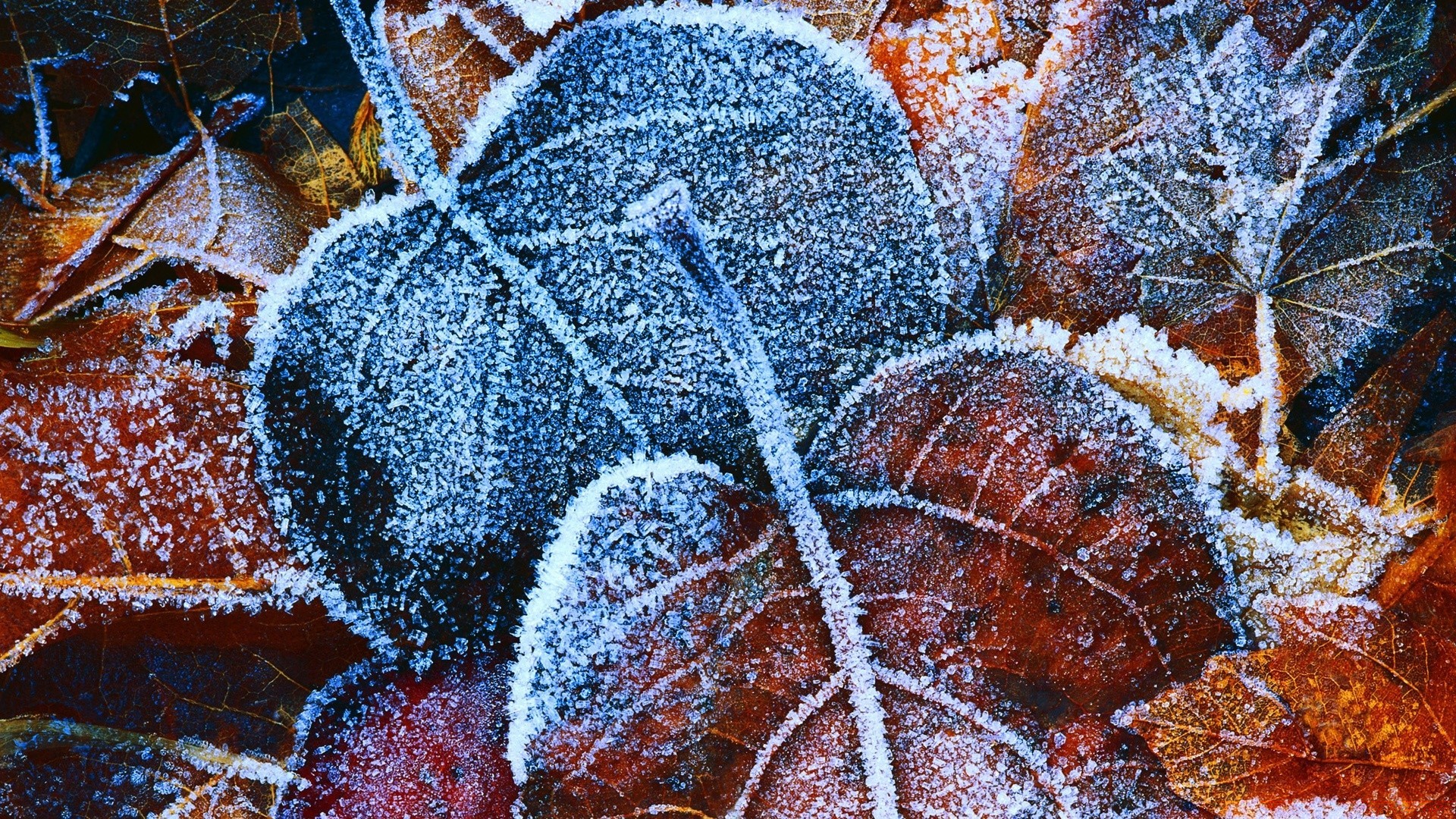 makro fotoğrafçılığı masaüstü desen kış doğa renk noel doku dekorasyon yakın çekim soyut ağaç sezon don