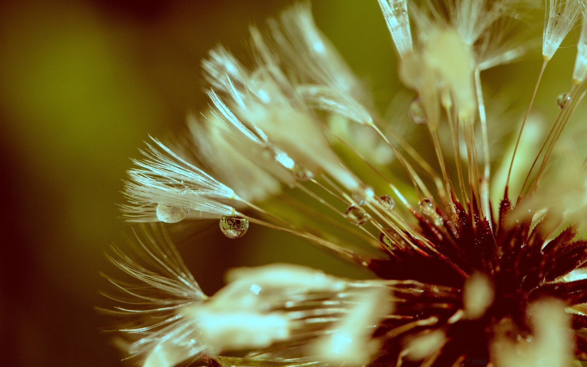 makroaufnahme unschärfe natur blume sommer hell im freien licht blatt