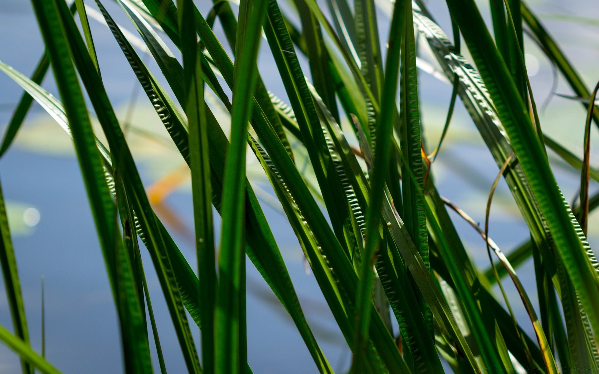 macro growth leaf flora lush garden dew grass environment blade nature lawn freshness rain drop summer