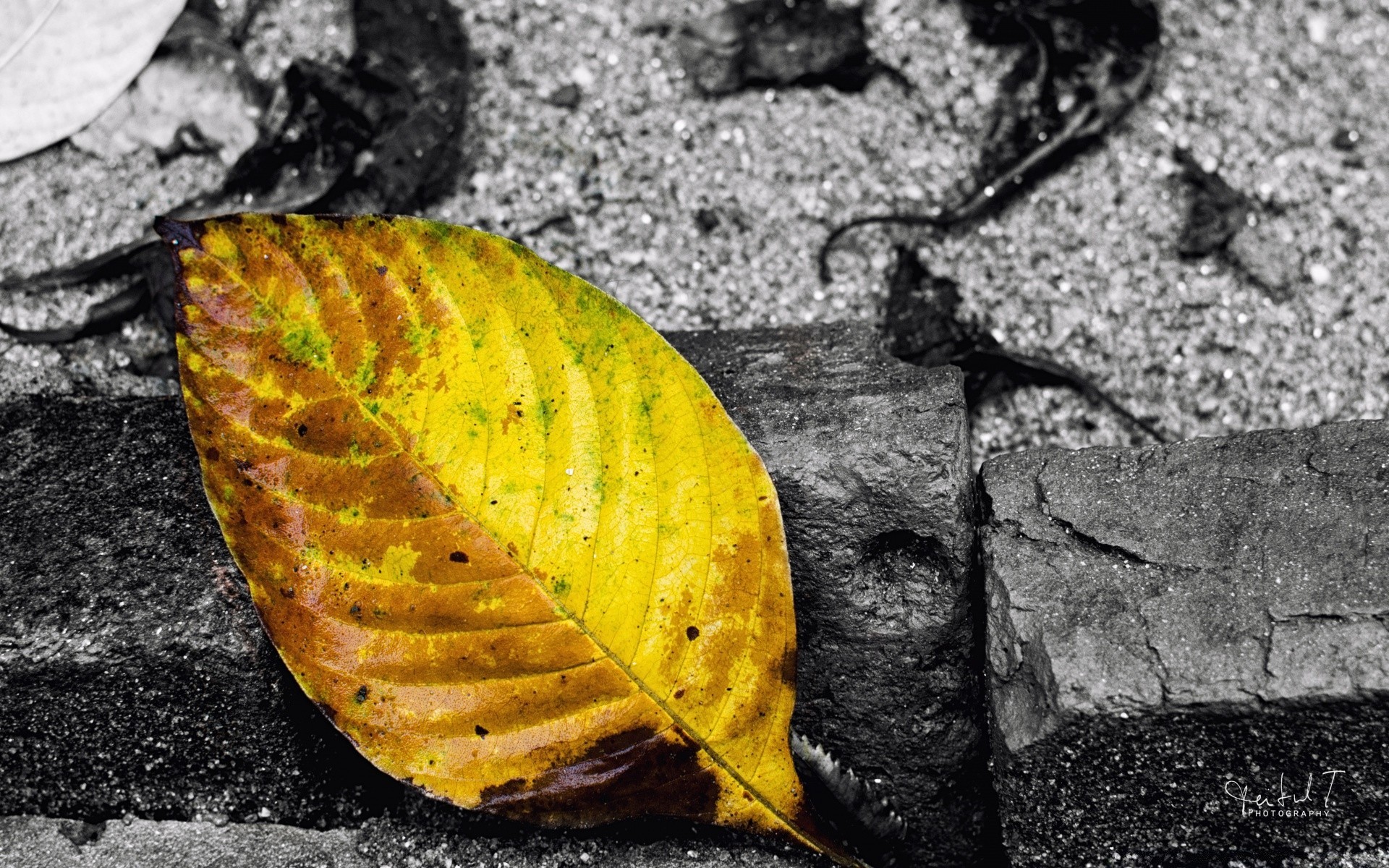 macro nature feuille bureau flore automne à l extérieur modèle texture bois bois environnement gros plan saison terre couleur résumé vieux parc changement