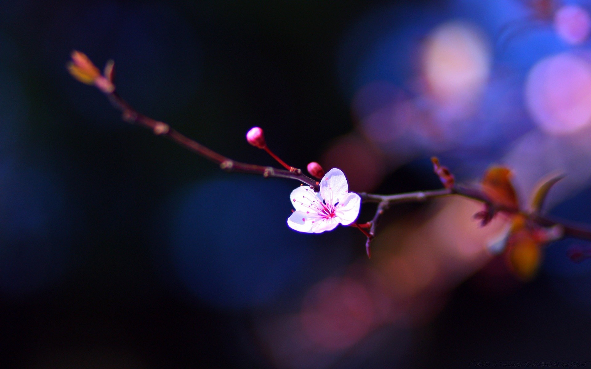 macro flower blur branch tree light nature flora cherry bud apple petal dof
