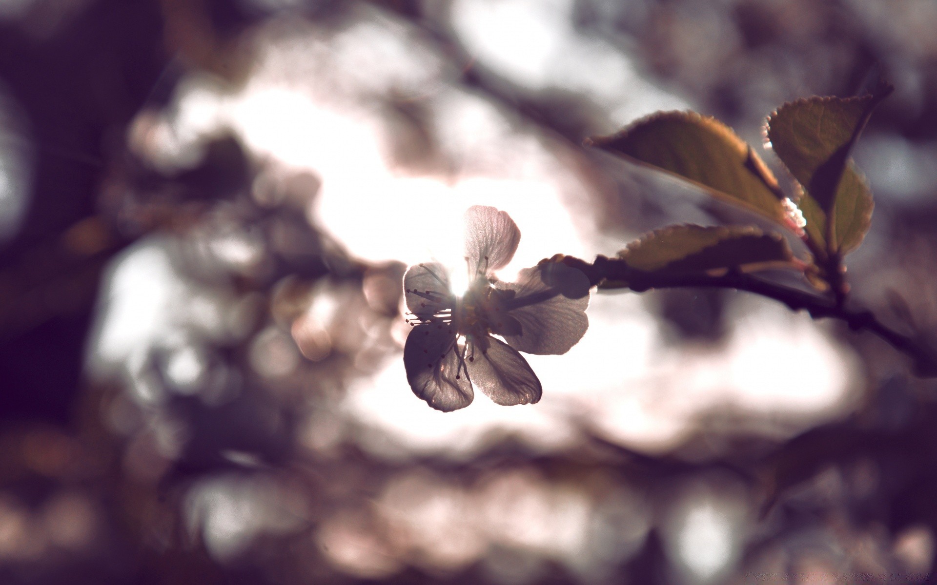 makroaufnahme unschärfe baum natur herbst blatt blume zweig licht im freien flora obst winter holz