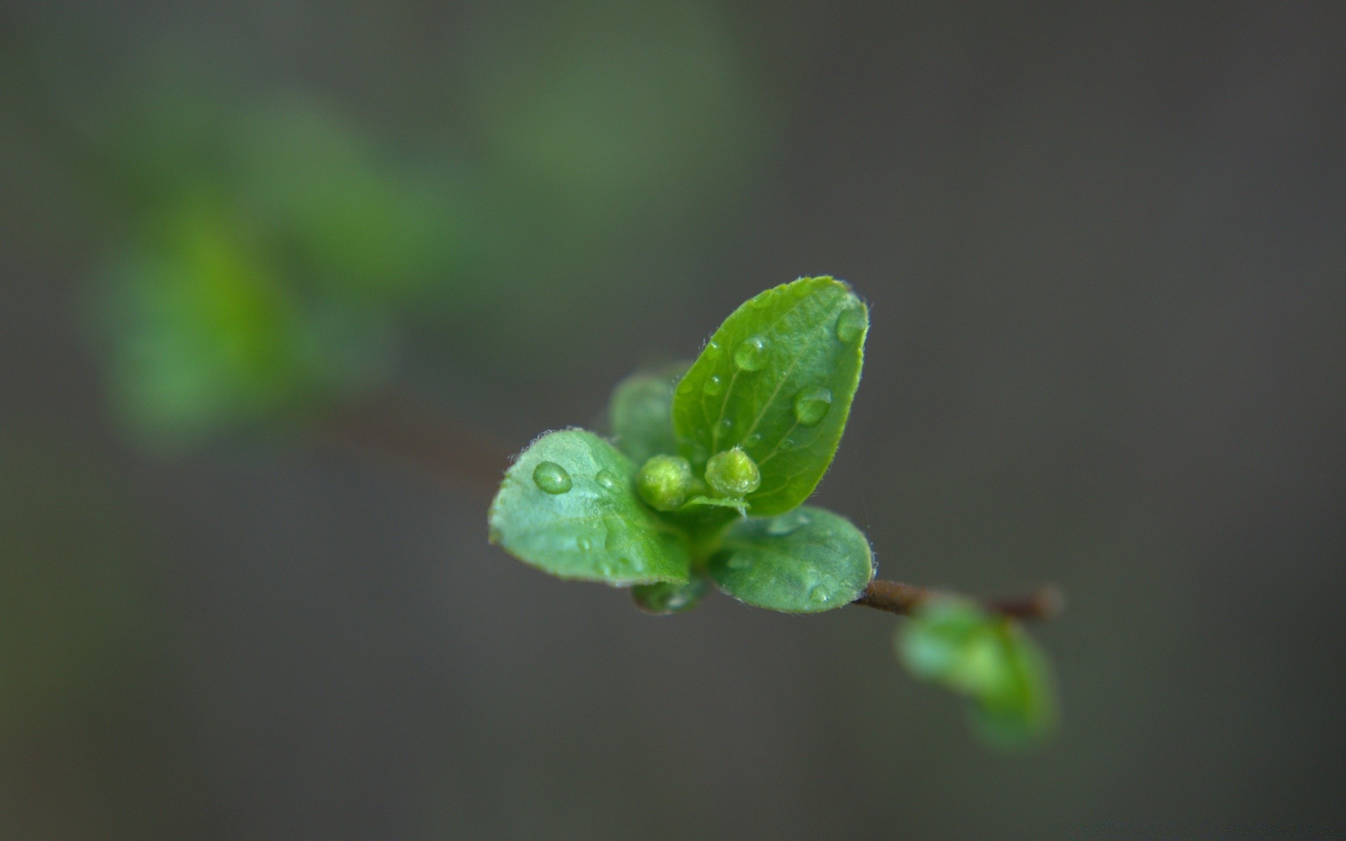 macro feuille pluie nature flore croissance rosée peu flou dof jardin chute à l extérieur