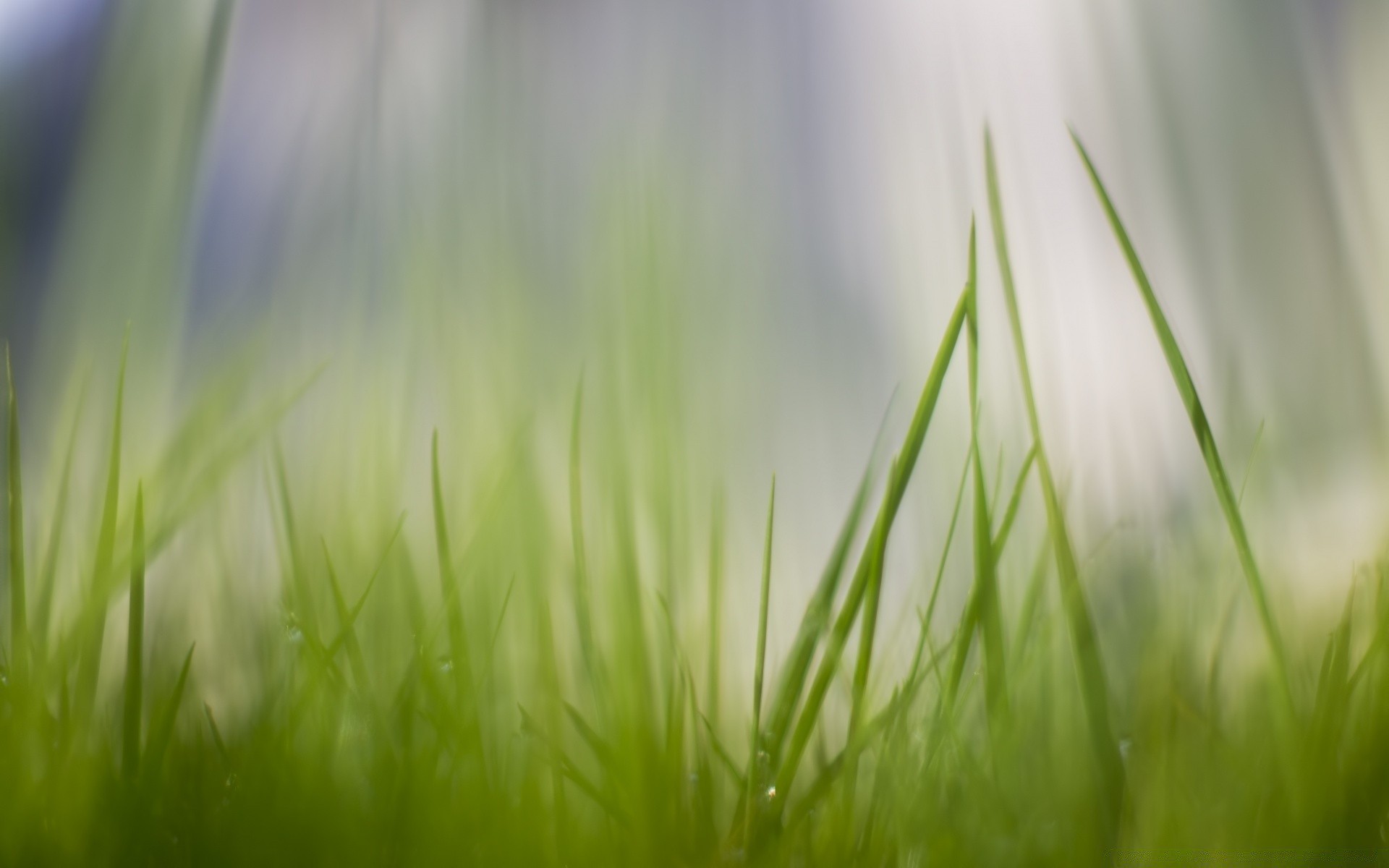 macro grass field lawn hayfield sun garden nature flora growth rural blur summer fair weather lush leaf dawn bright blade pasture