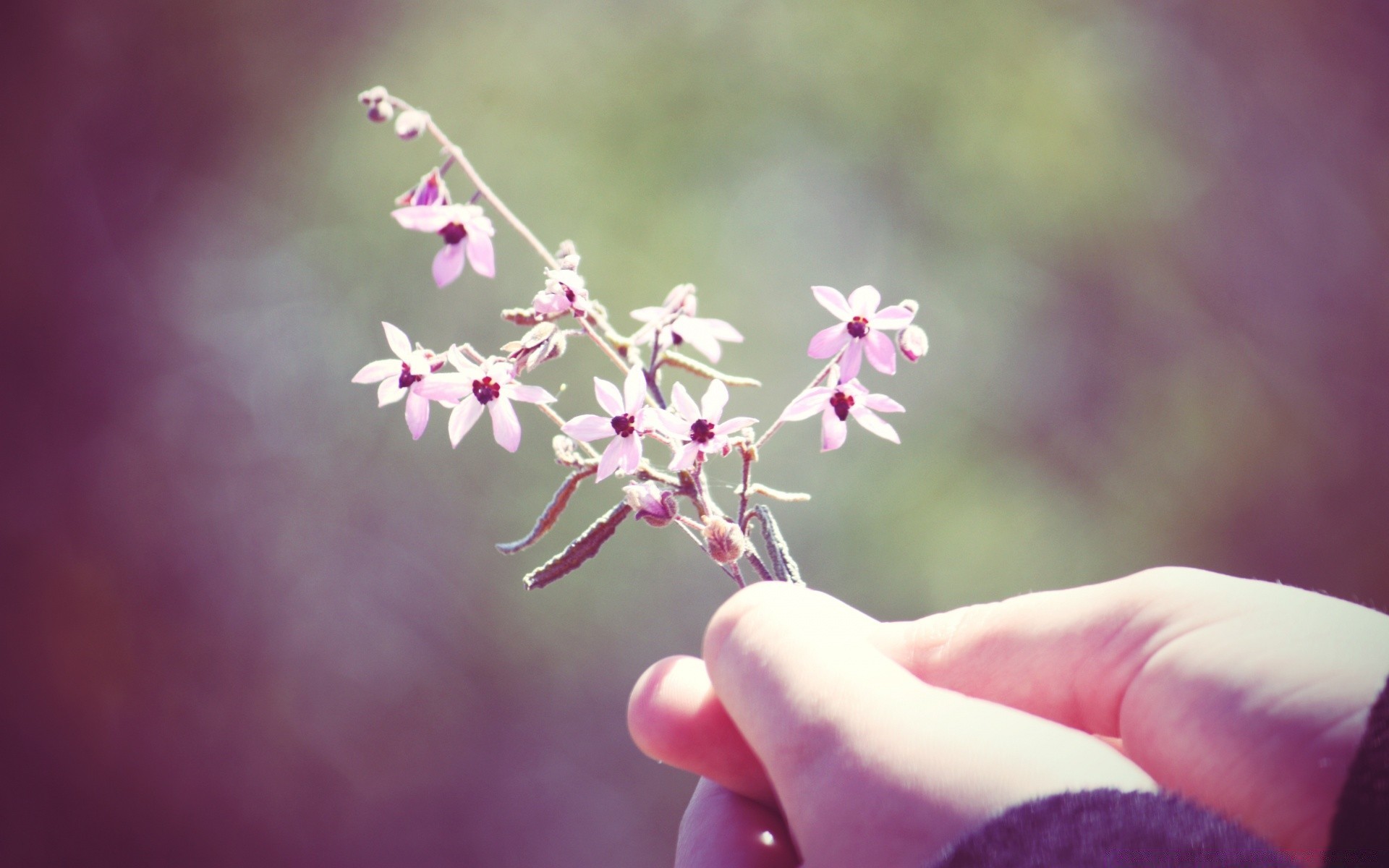 macro flower nature flora outdoors garden tree leaf blur branch summer dof blooming delicate floral