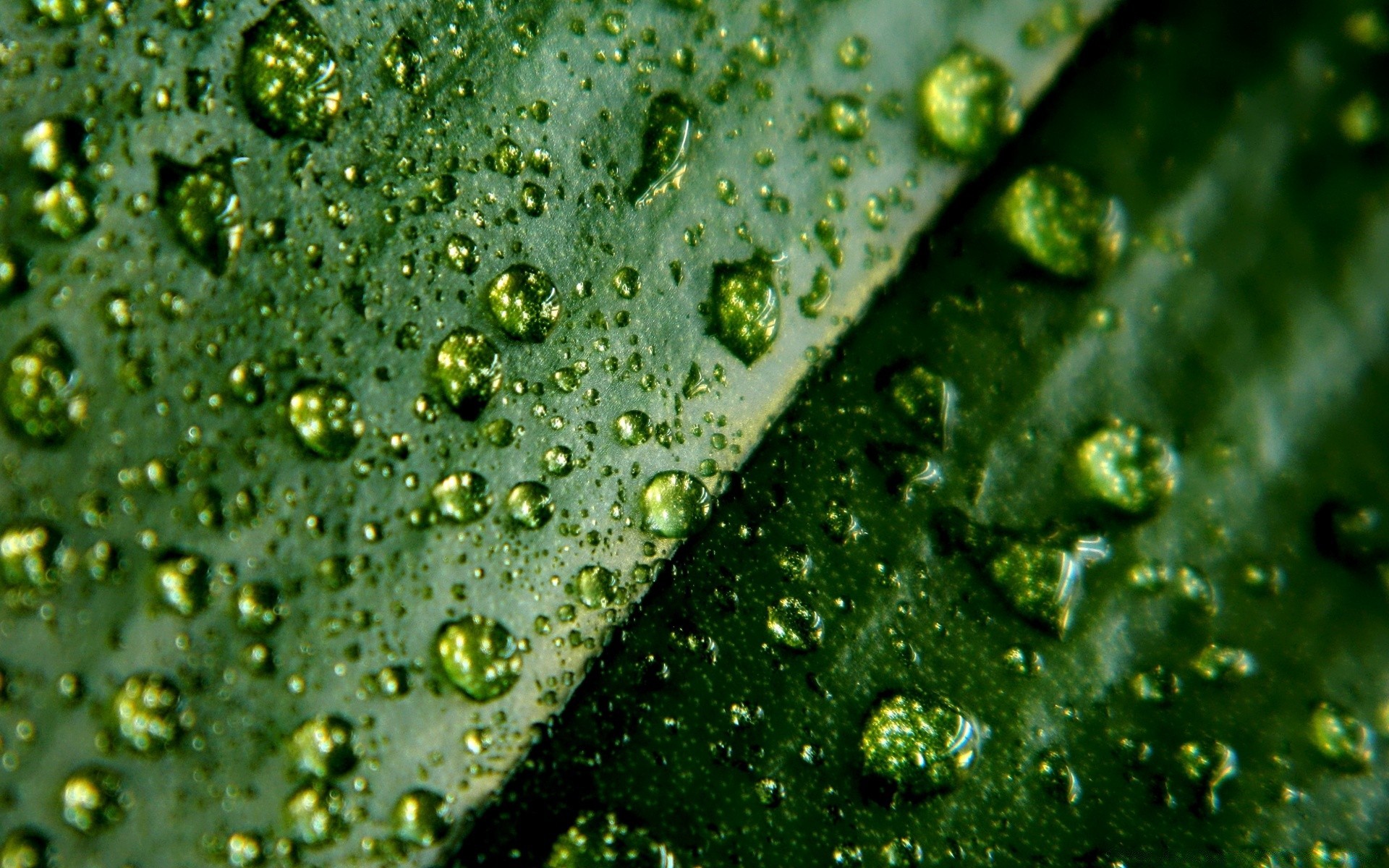 makro regen tropfen tau nass tropfen wasser sauber türkis sauber flüssigkeit blase klar frische spritzen tropfen wachstum flora blatt