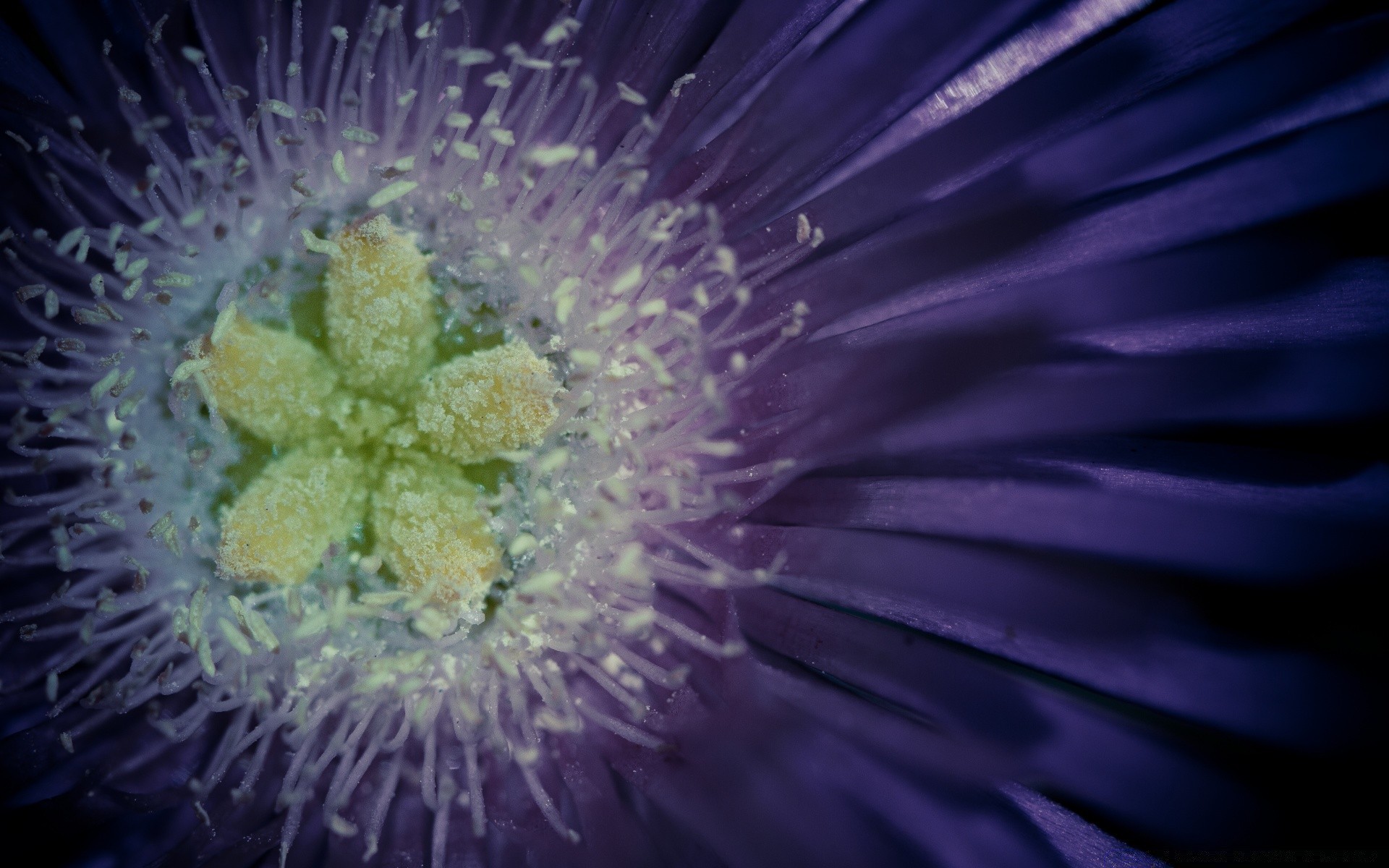 makro fotoğrafçılığı doğa çiçek flora masaüstü renk soyut parlak bahçe güzel su yaz