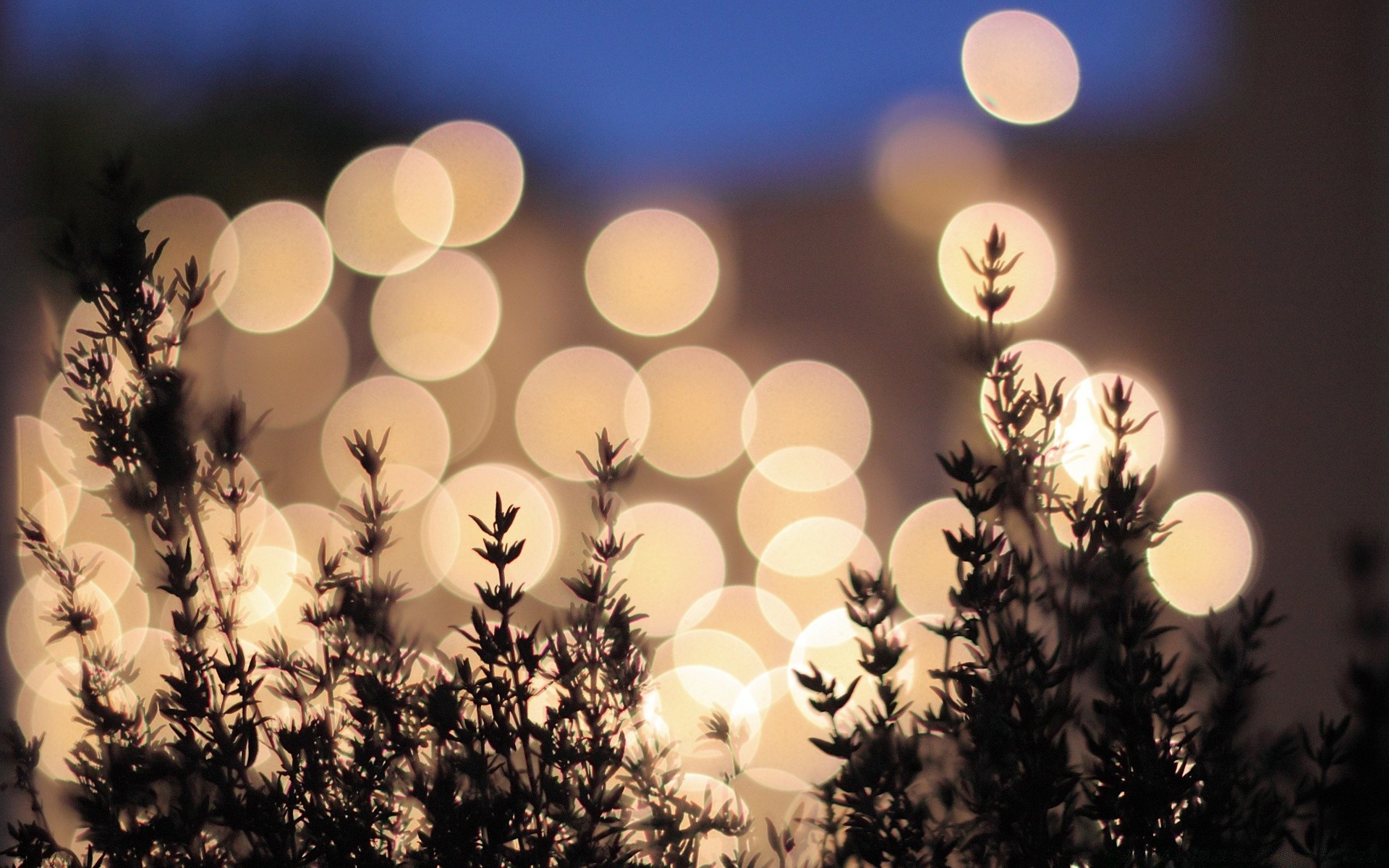 makroaufnahme sonne natur desktop sonnenuntergang sommer farbe hell gold blume weihnachten