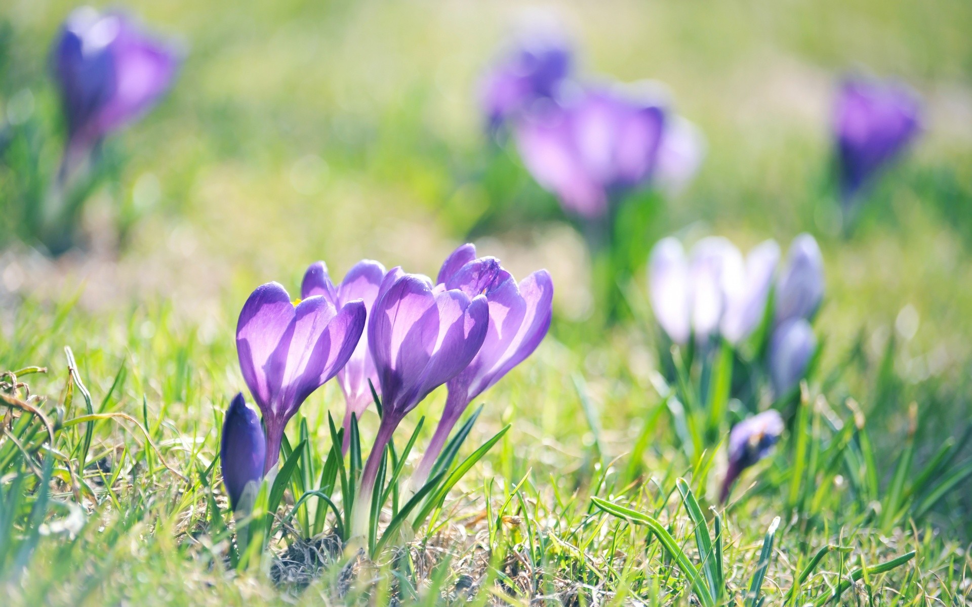 macro fleur nature flore herbe jardin foin feuille crocus champ été floral bluming croissance saison violet pâques pétale lumineux à l extérieur