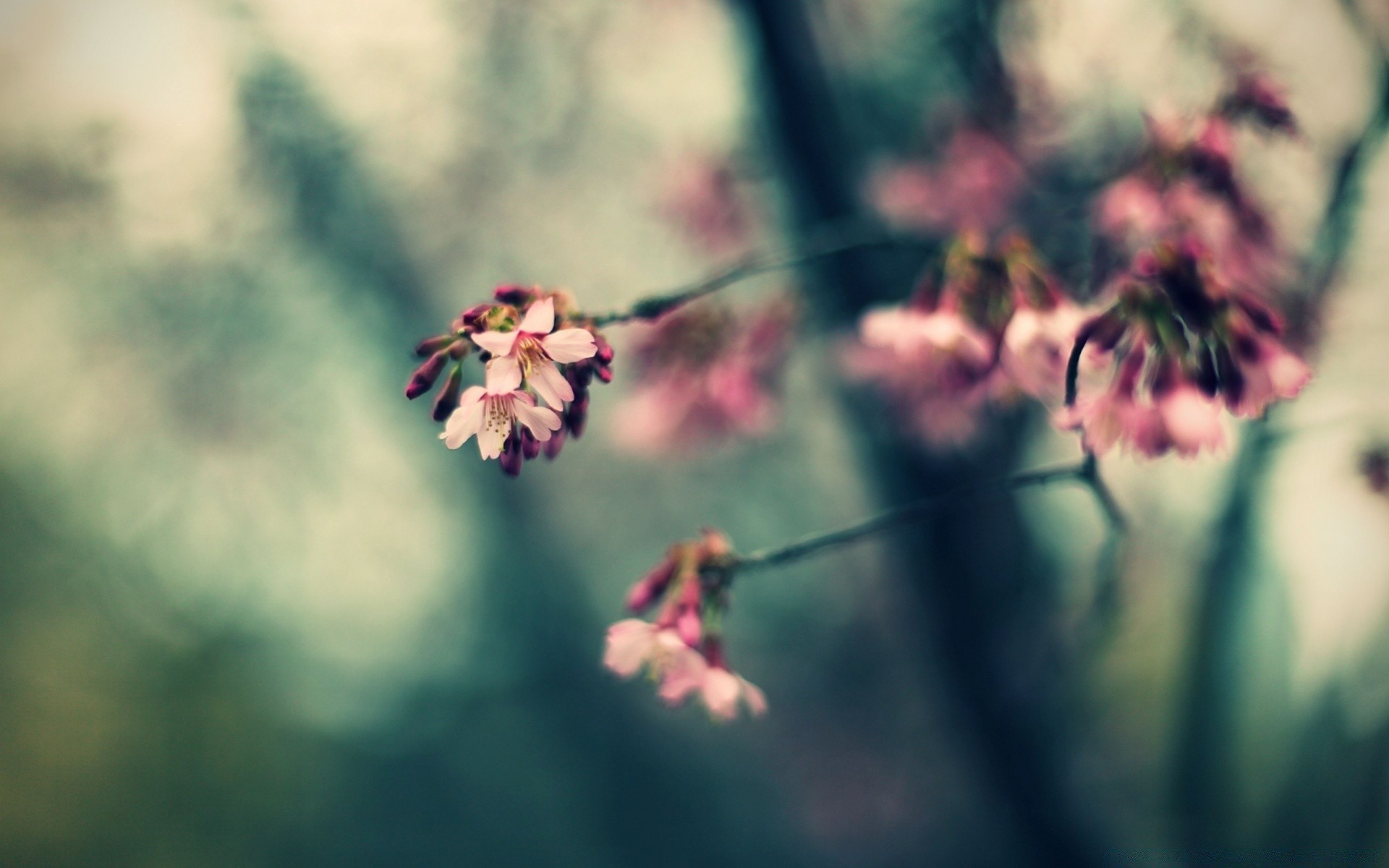 makro kwiat natura flora ogród na zewnątrz rozmycie liść owad dof wzrost lato kolor park światło dzienne drzewo płatek zbliżenie