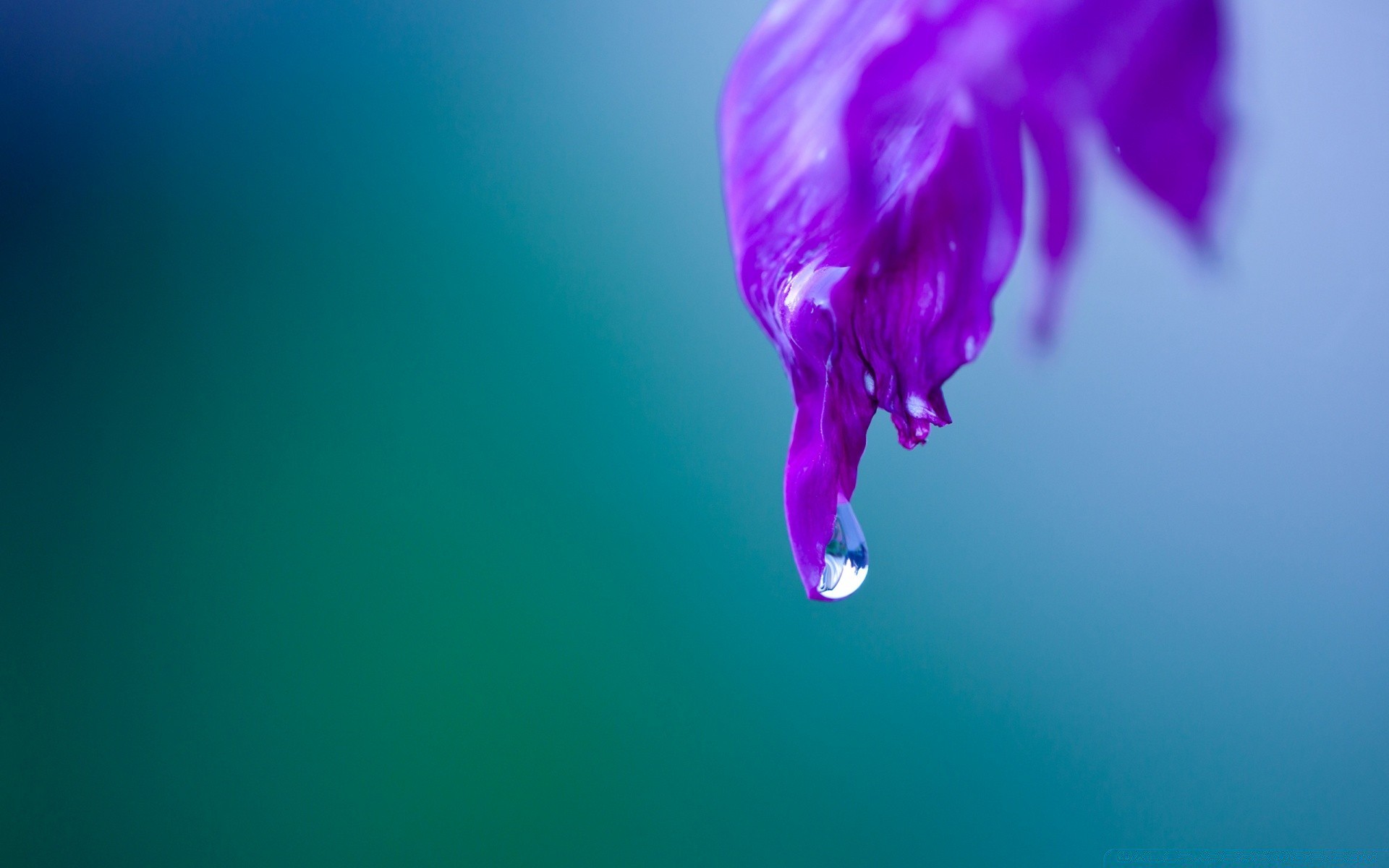 macro nature fleur sous-marin flou couleur eau lumineux art