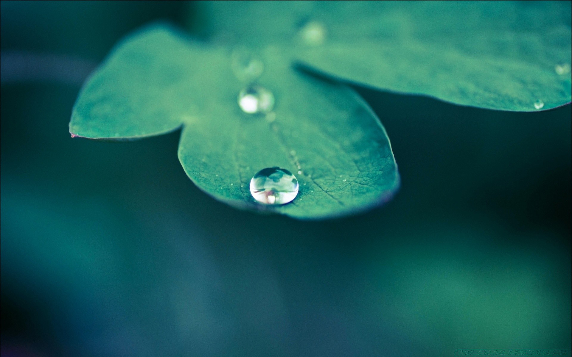 微距摄影 雨 露 水 秋天 湿 滴 绿松石 自然 叶 反射 纯度 水下 液体 滴 模糊