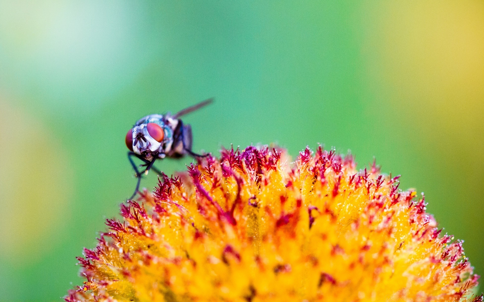 macro natura insetto all aperto estate ape foglia fiore polline miele selvaggio fauna selvatica