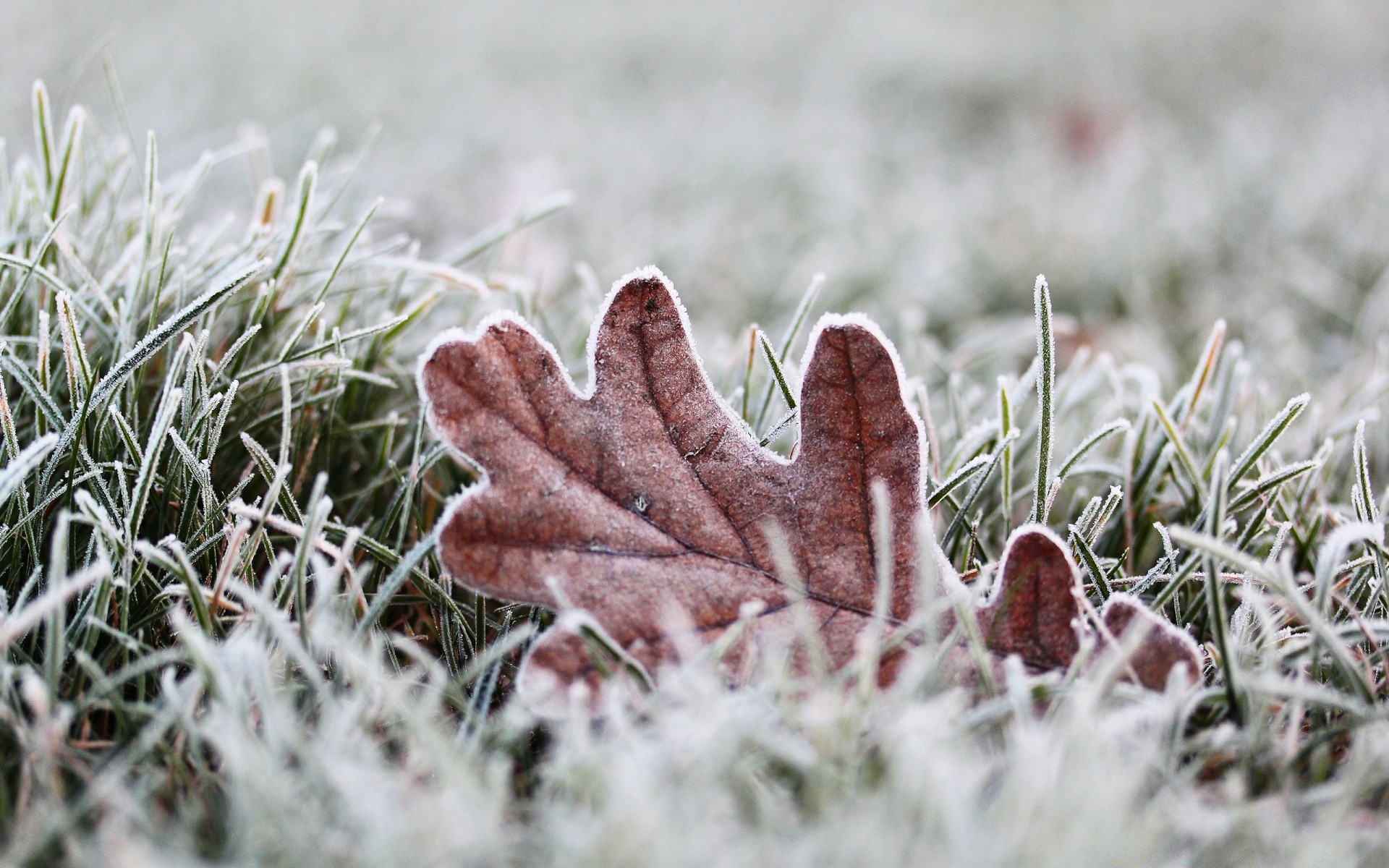 makro fotoğrafçılığı frost doğa açık havada çimen flora kış sezon yakın çekim yaprak ağaç çiçek