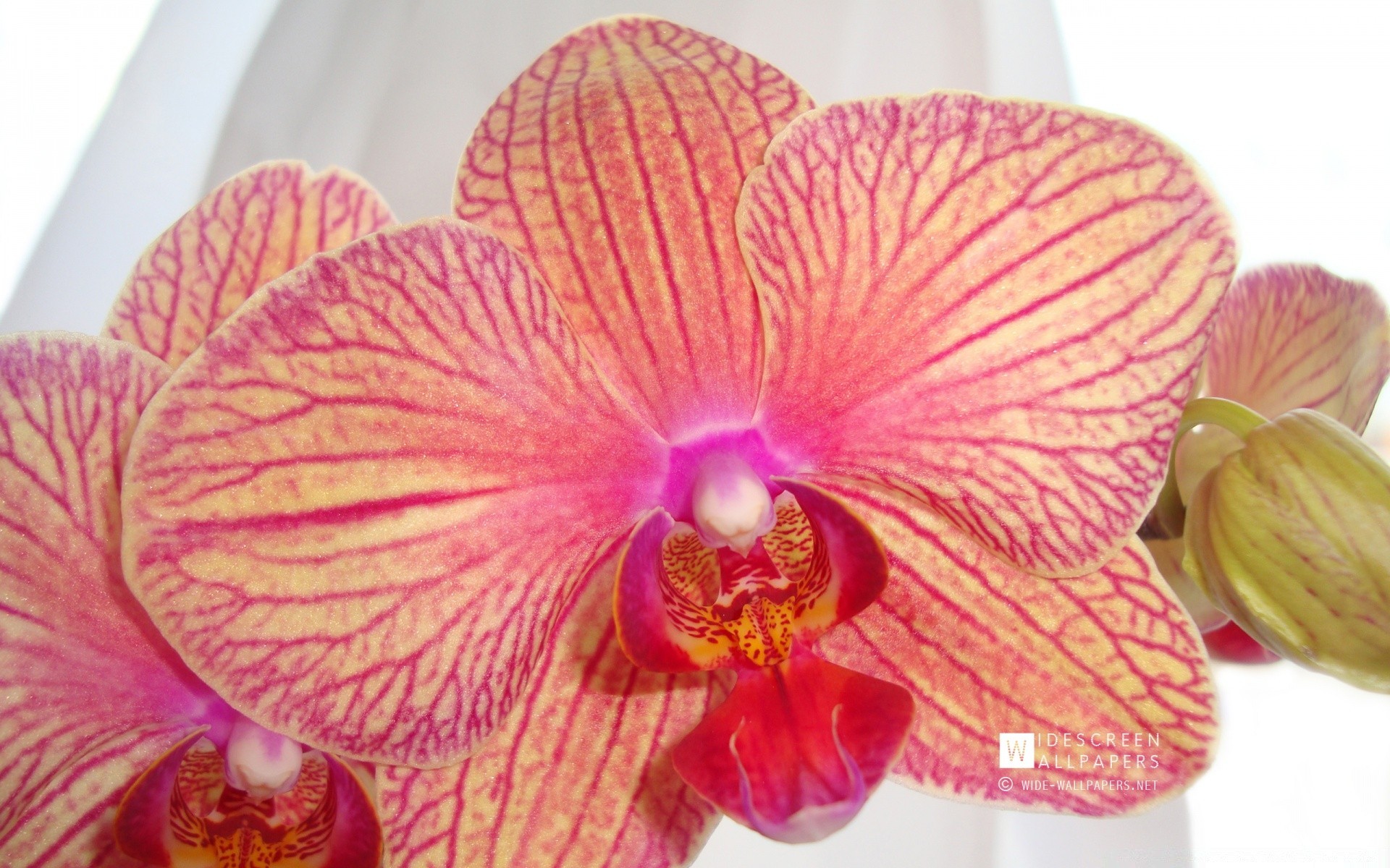 makro blume tropisch flora natur exotisch blütenblatt blumen blühen orchideen schön hell botanisch elegant isoliert schale blatt farbe zart nahaufnahme
