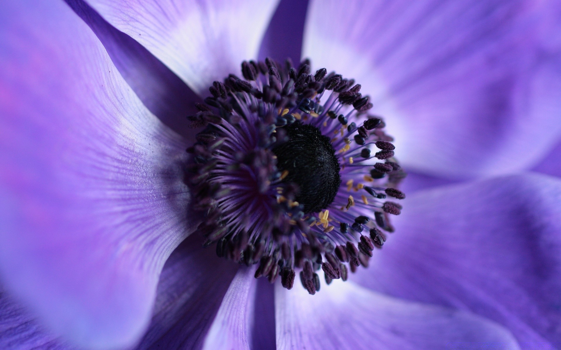 macro fiore natura flora estate bella close-up colore giardino luminoso testa fioritura floreale petalo delicato polline