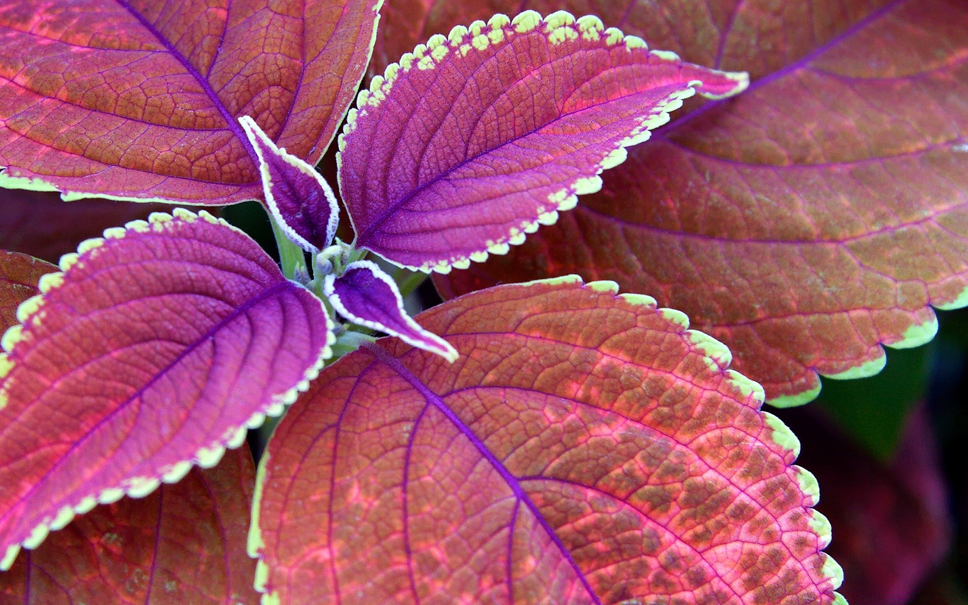 macro leaf nature flora color bright desktop season garden close-up fall texture beautiful pattern