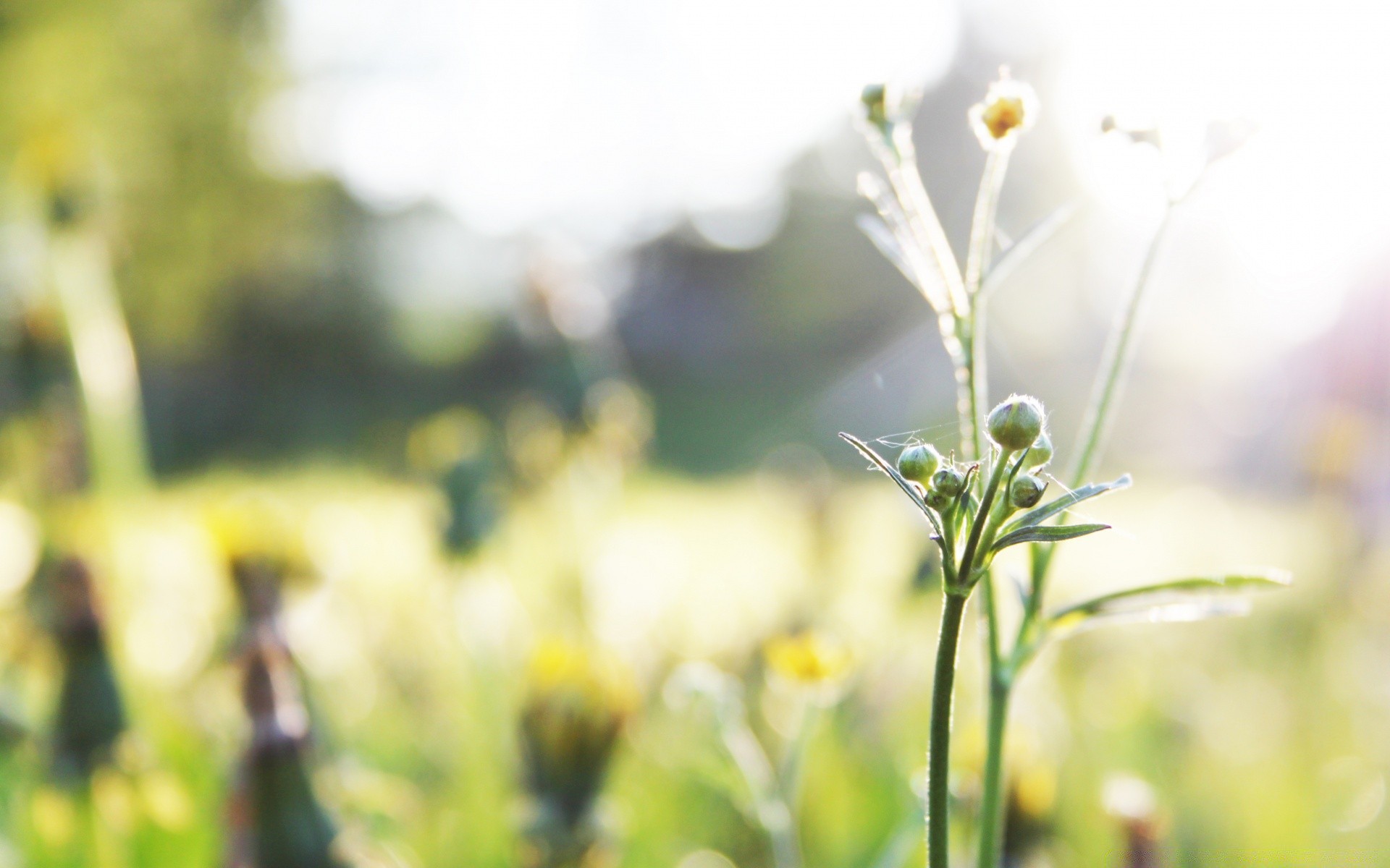 makroaufnahme natur sommer blume flora wachstum blatt gutes wetter im freien garten gras feld unschärfe sonne des ländlichen hell