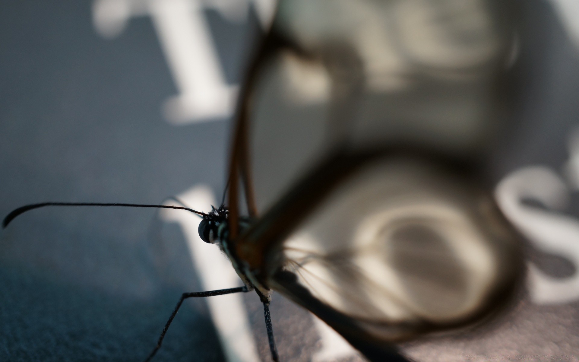 makro owad zbliżenie pulpit motyl
