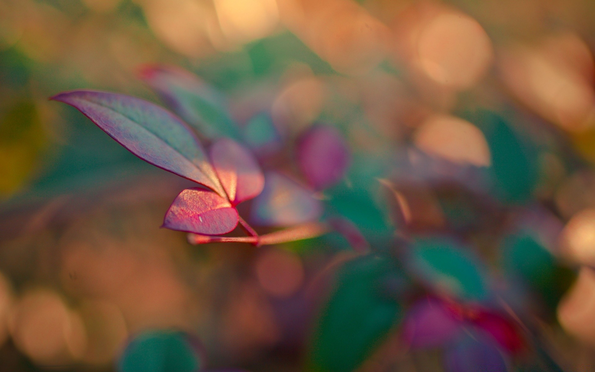makro fotoğrafçılığı bulanıklık doğa yaprak renk parlak soyut masaüstü çiçek sonbahar sanat flora yaz açık havada